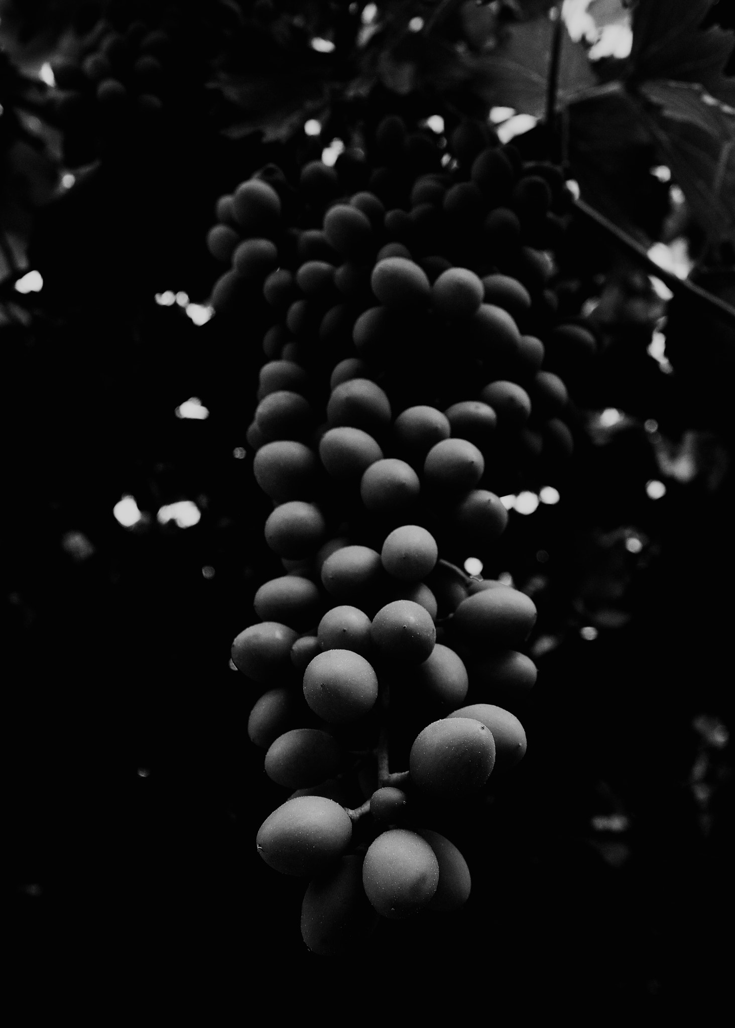 Nikon AF-S Nikkor 28-70mm F2.8 ED-IF sample photo. Grape photography
