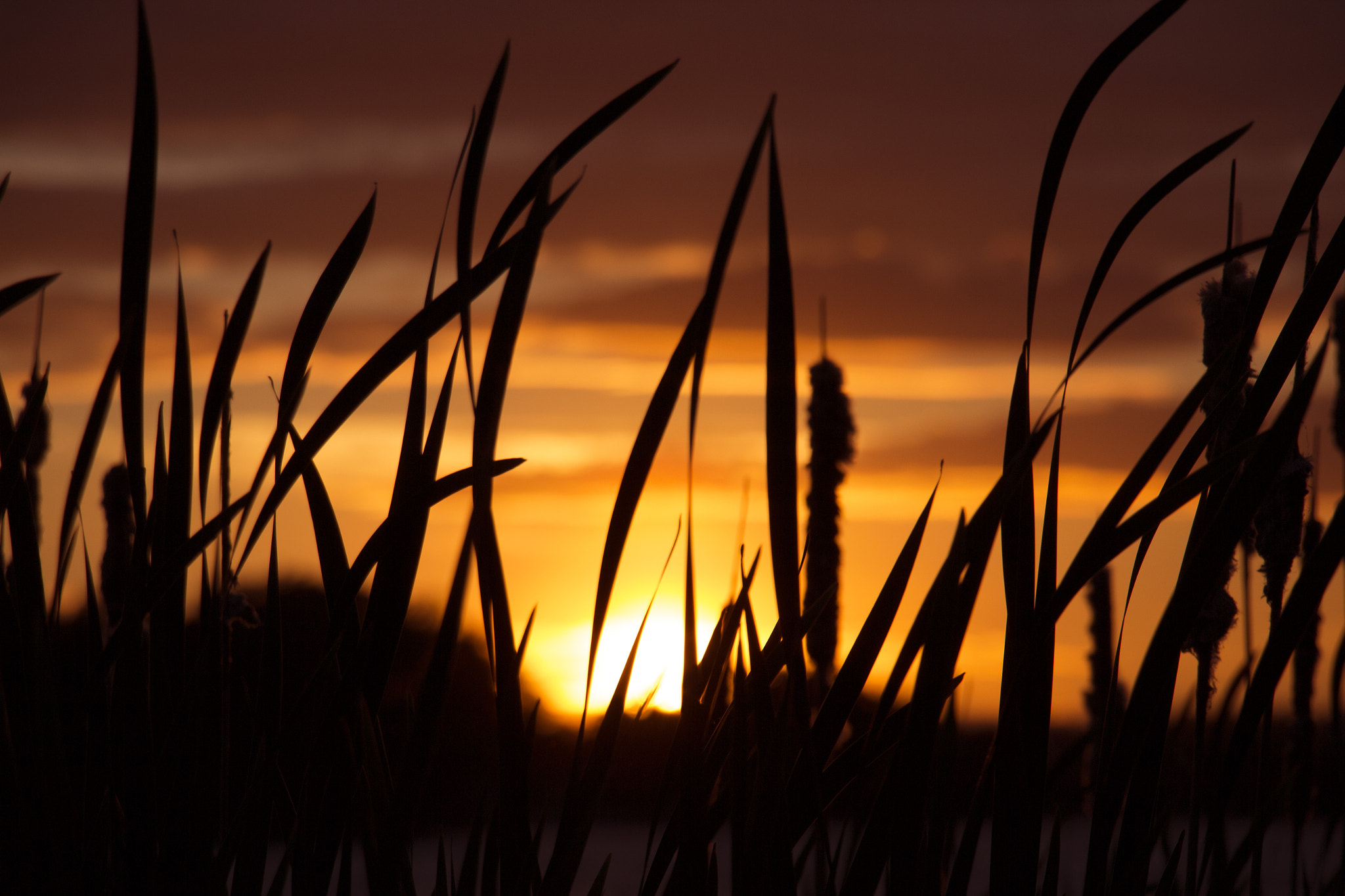 Canon EOS M sample photo. Red reeds photography