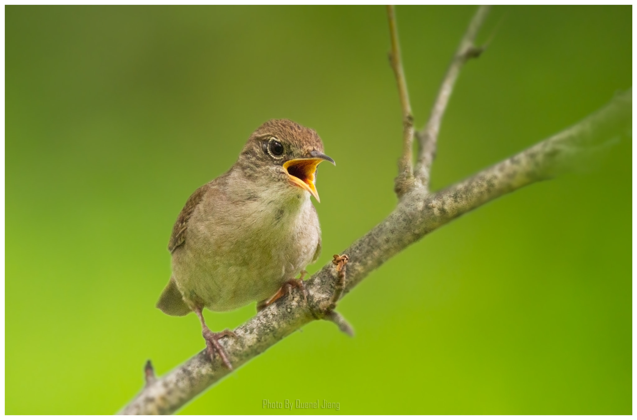 Canon EF 600mm F4L IS USM sample photo. Wren photography