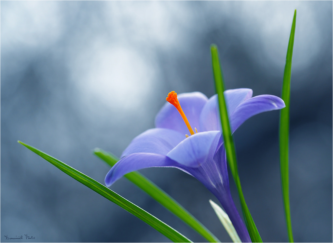 Olympus PEN E-PL7 sample photo. Beauty of the crocus photography