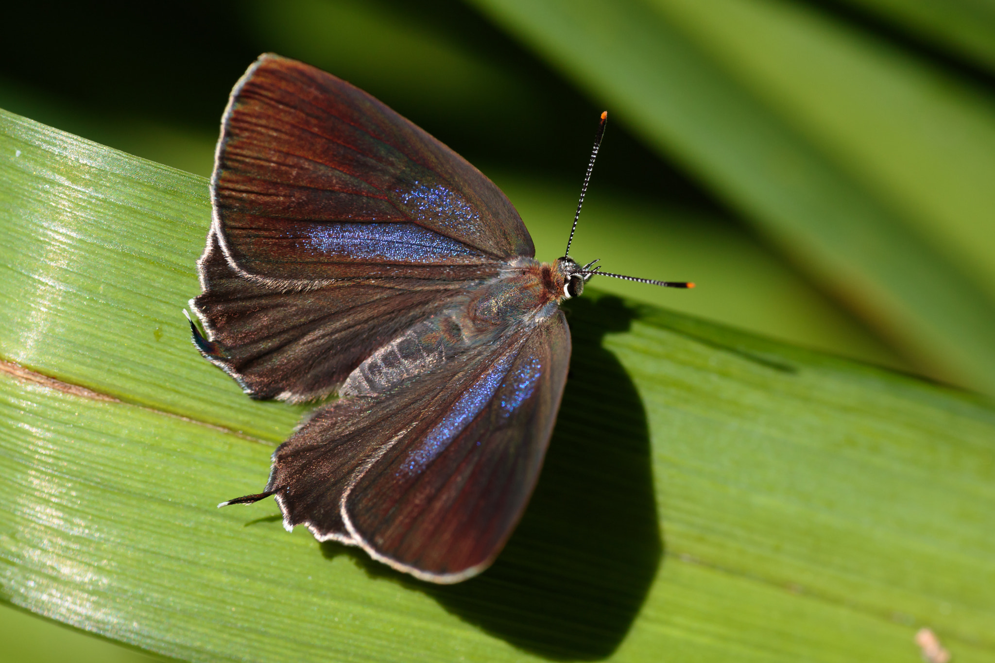 Sigma APO Macro 180mm F2.8 EX DG OS HSM sample photo. Neozephyrus japonicus photography