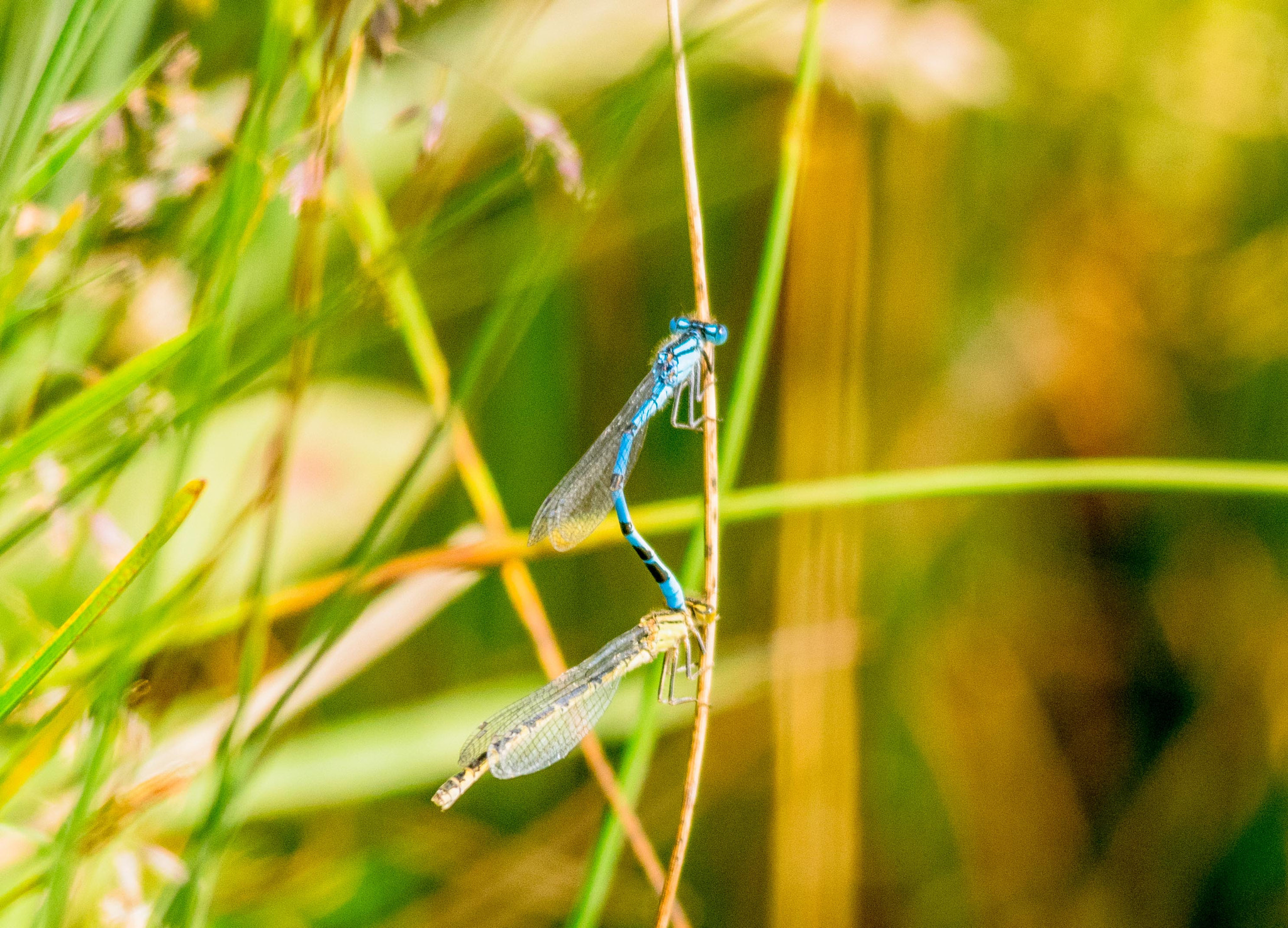 Sigma 150-500mm F5-6.3 DG OS HSM sample photo. Dragon fly - joined at the hips! photography