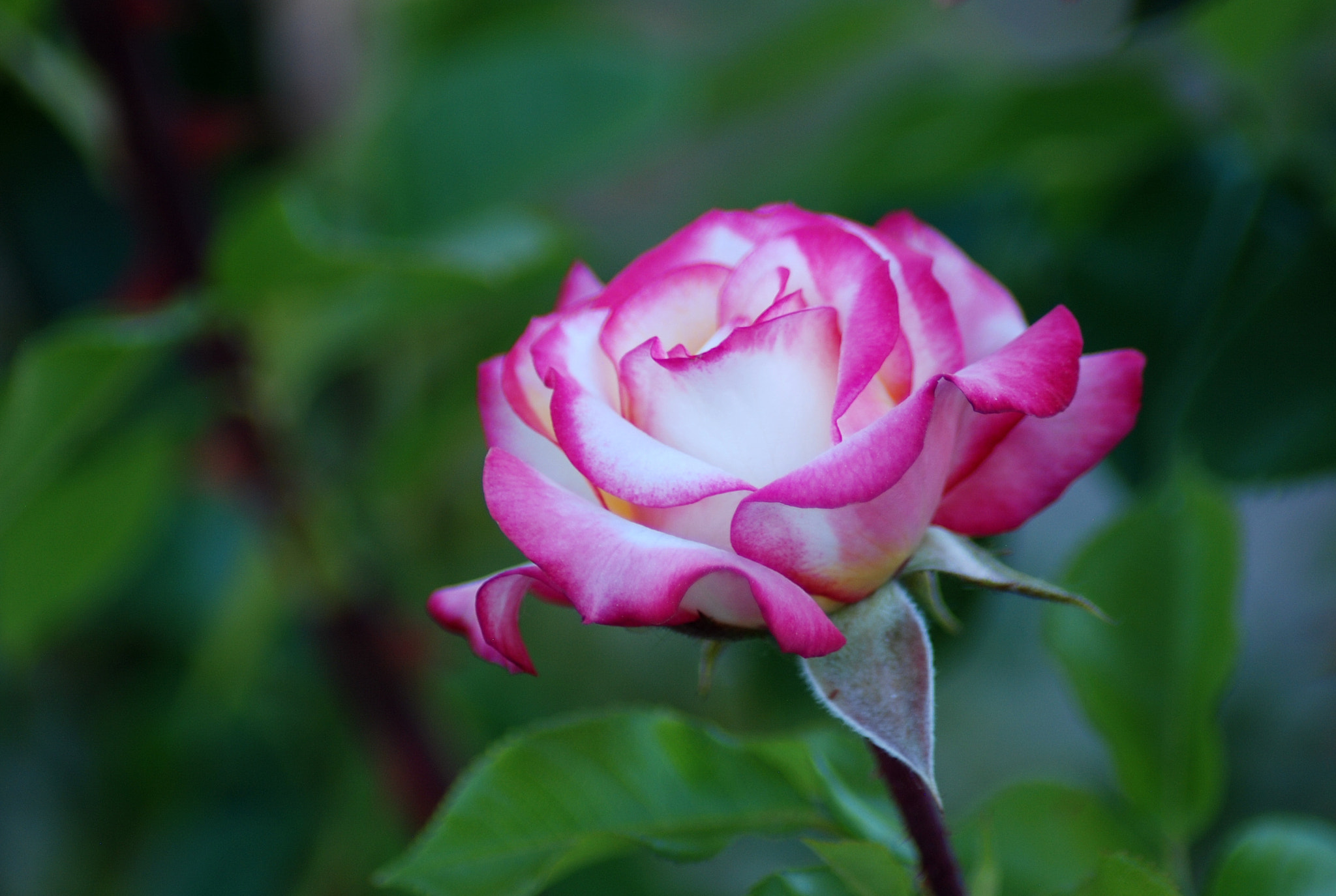 Nikon AF Nikkor 70-300mm F4-5.6G sample photo. Rosa photography