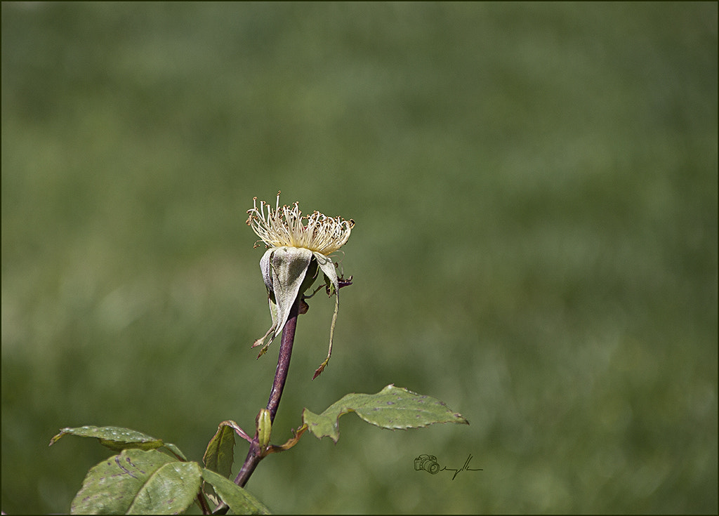 Canon TS-E 90mm F2.8 Tilt-Shift sample photo. Estambres photography