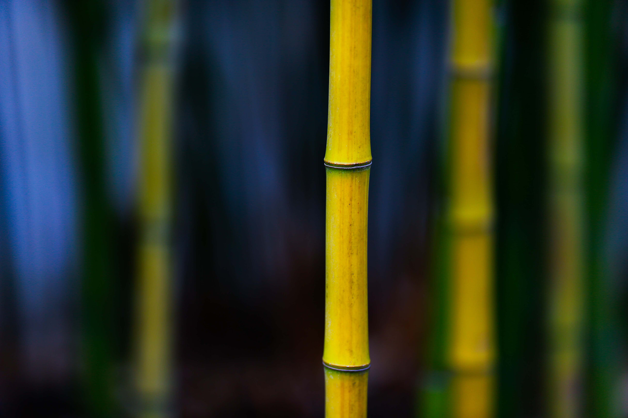 Canon EOS-1D X + Canon EF 200mm F2L IS USM sample photo