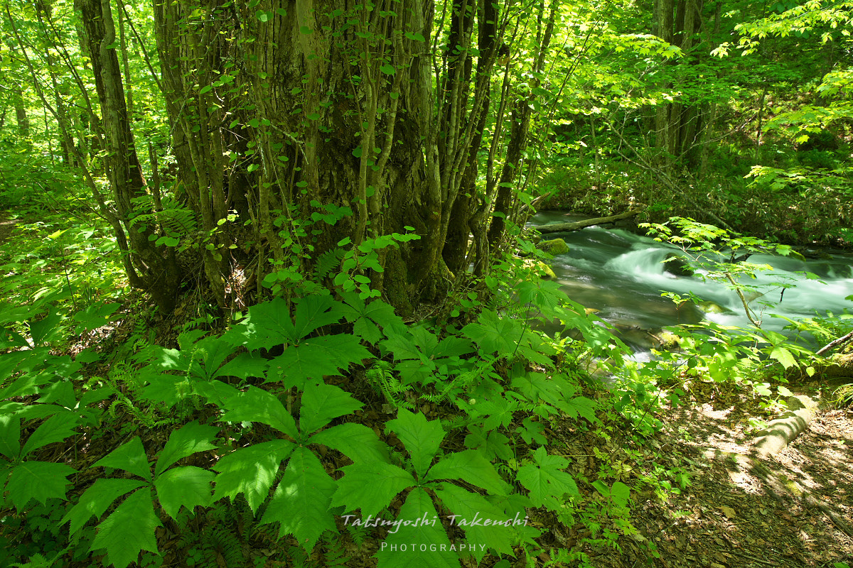 DT 24-70mm F2.8 SAM sample photo. Riverside dwellers photography
