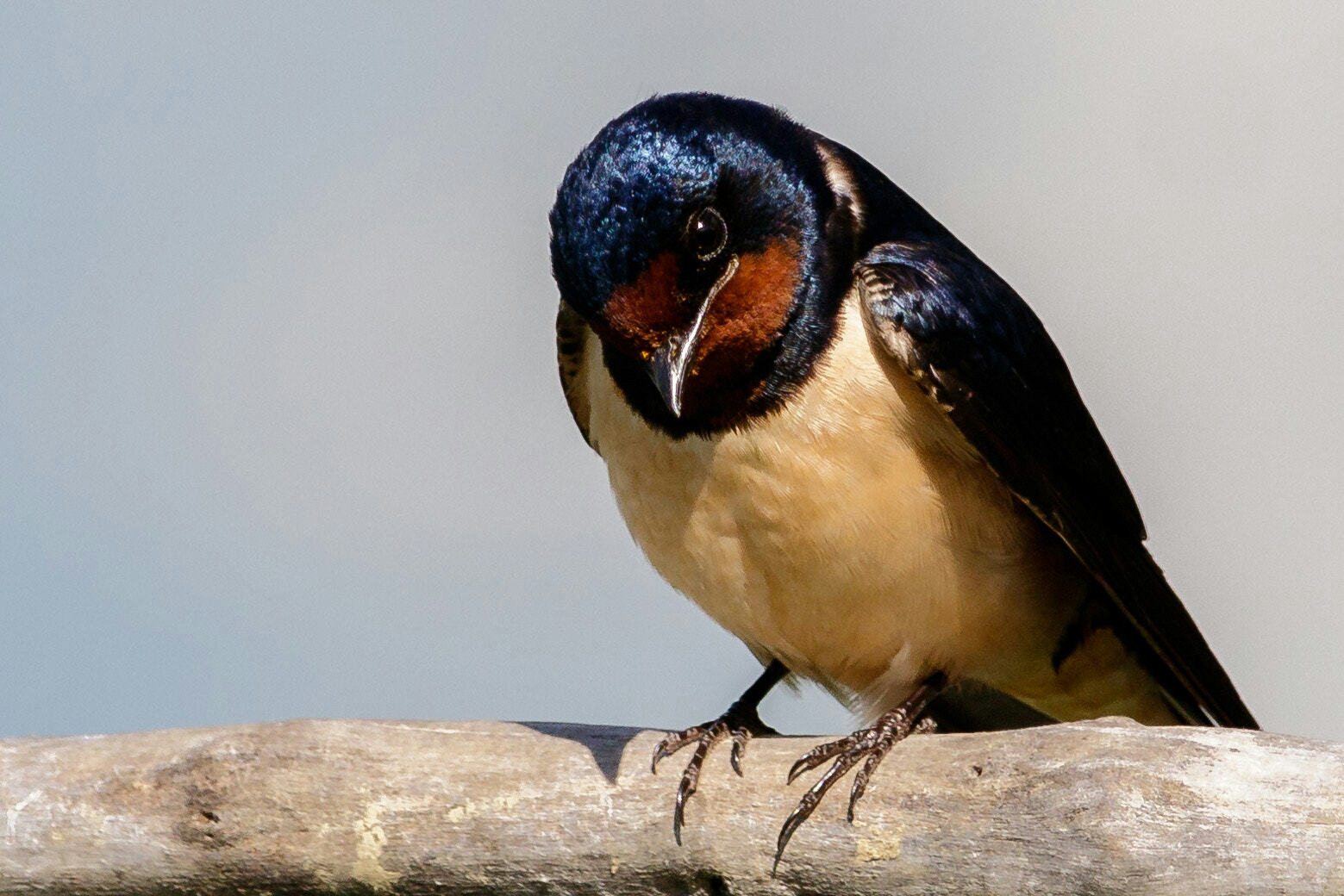 Canon EF-S 55-250mm F4-5.6 IS STM sample photo. Swallow photography