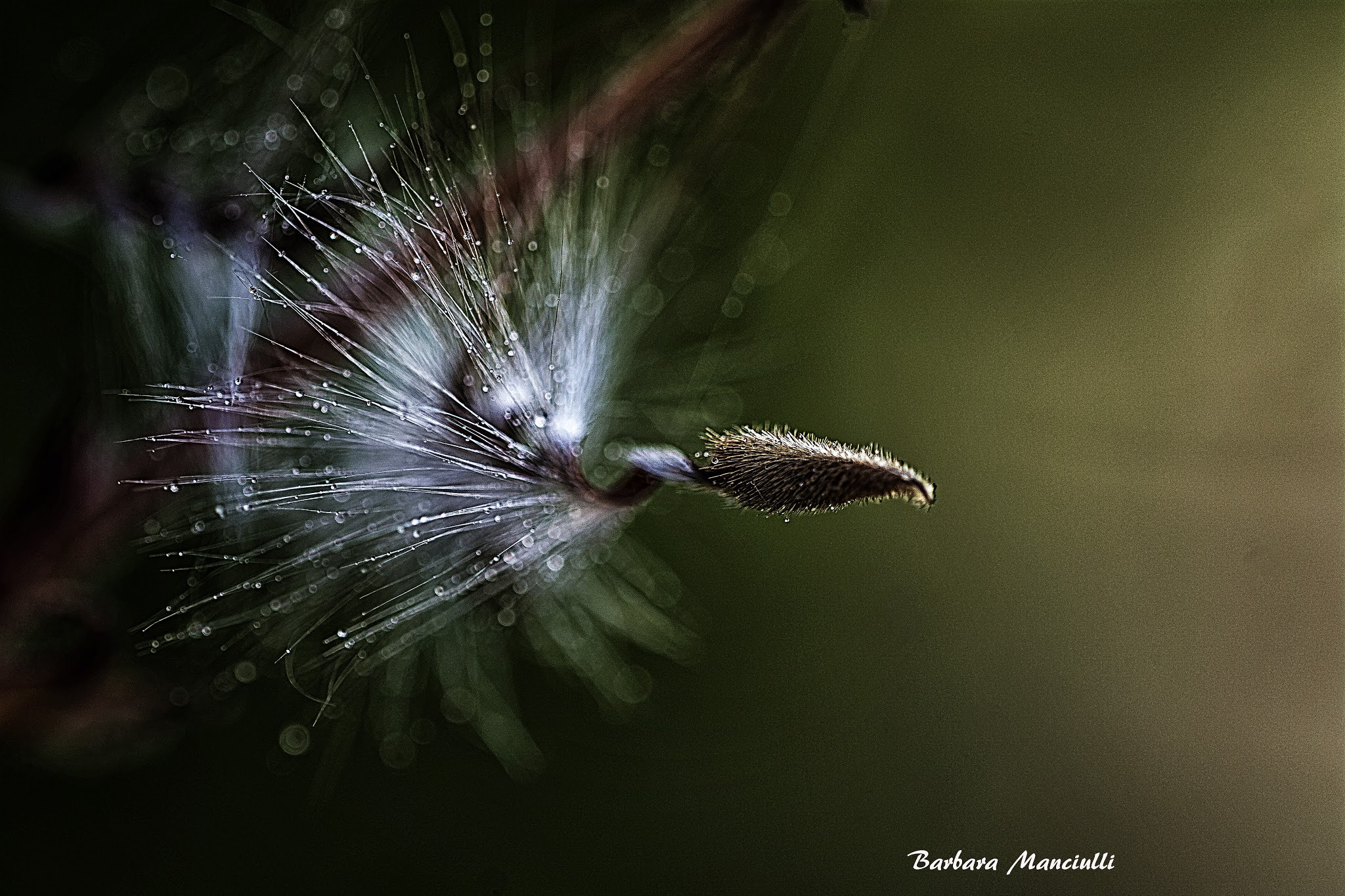 Sigma 150mm F2.8 EX DG OS Macro HSM sample photo. Un soffio photography