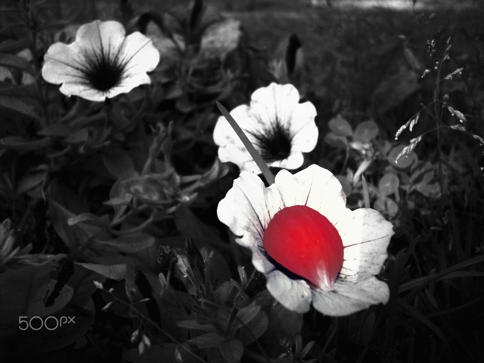 Kodak EASYSHARE M753 ZOOM DIGITAL CAMERA sample photo. Red petal photography