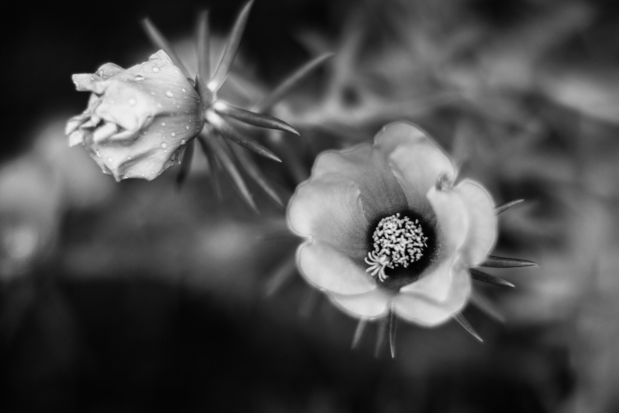 Canon EOS 70D + Canon EF 50mm F1.2L USM sample photo. Lindas photography