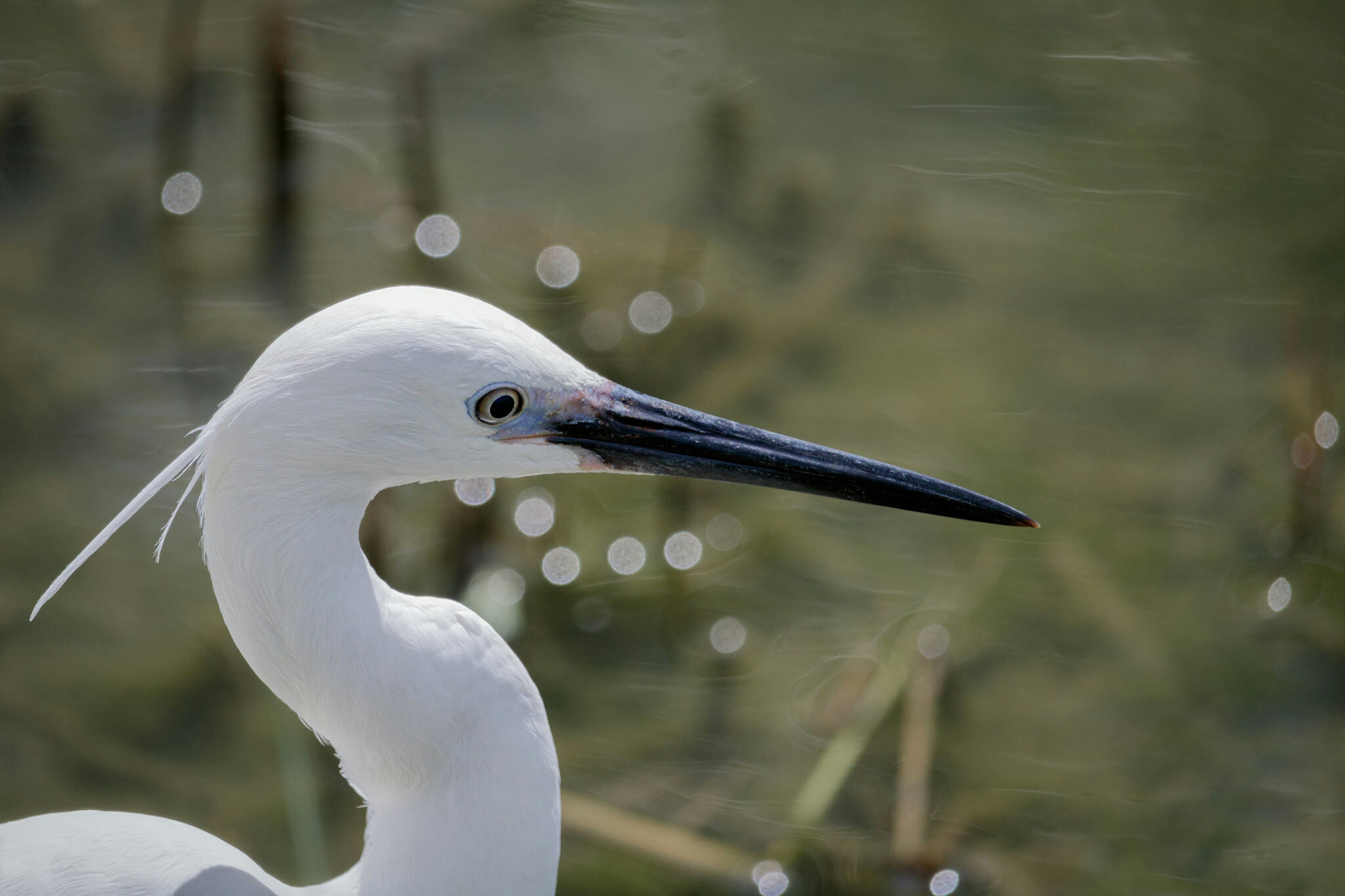 Canon EF-S 55-250mm F4-5.6 IS STM sample photo. Little egret  photography