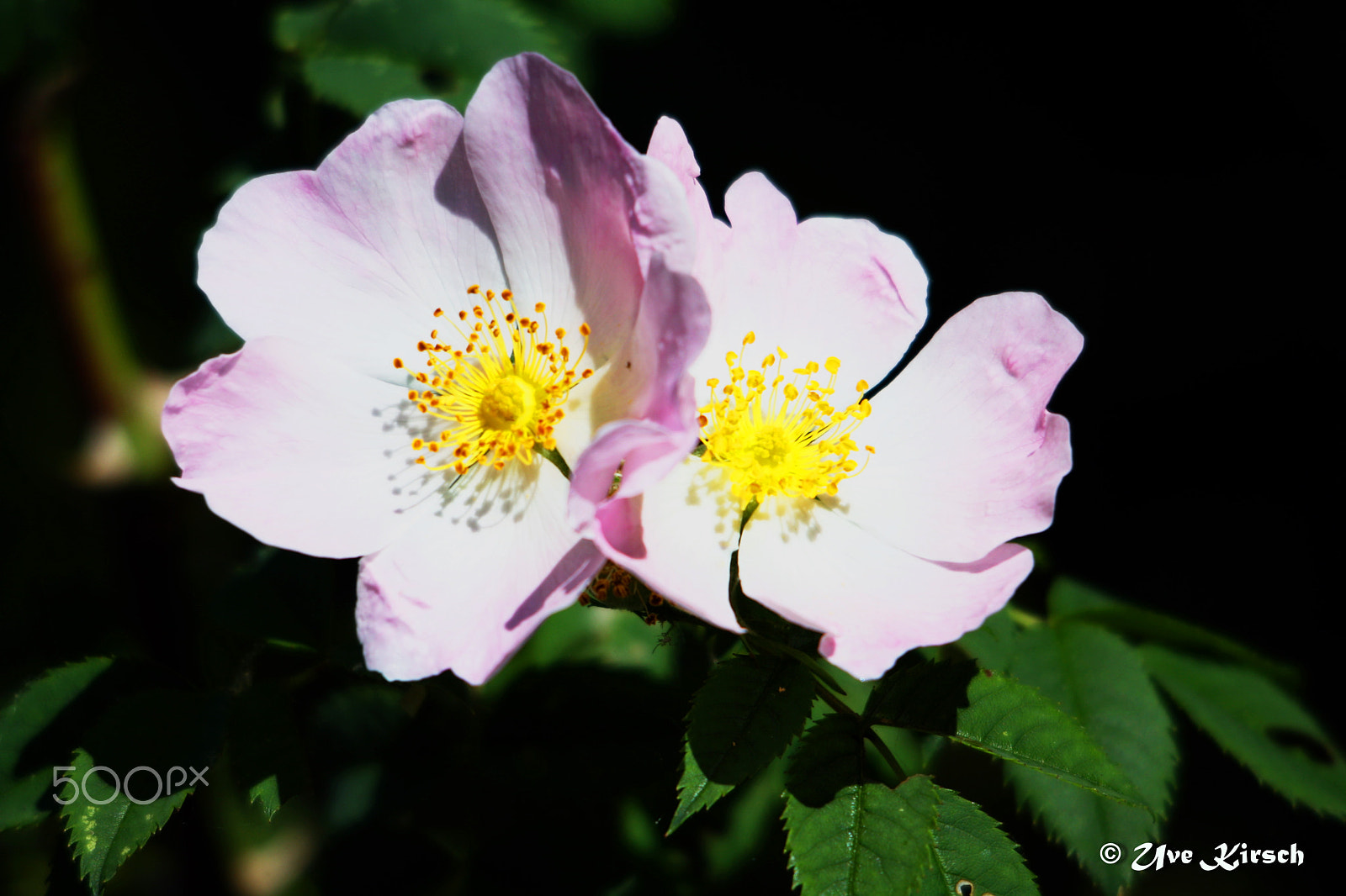 Sigma 150-500mm F5-6.3 DG OS HSM sample photo. Rosa canina photography