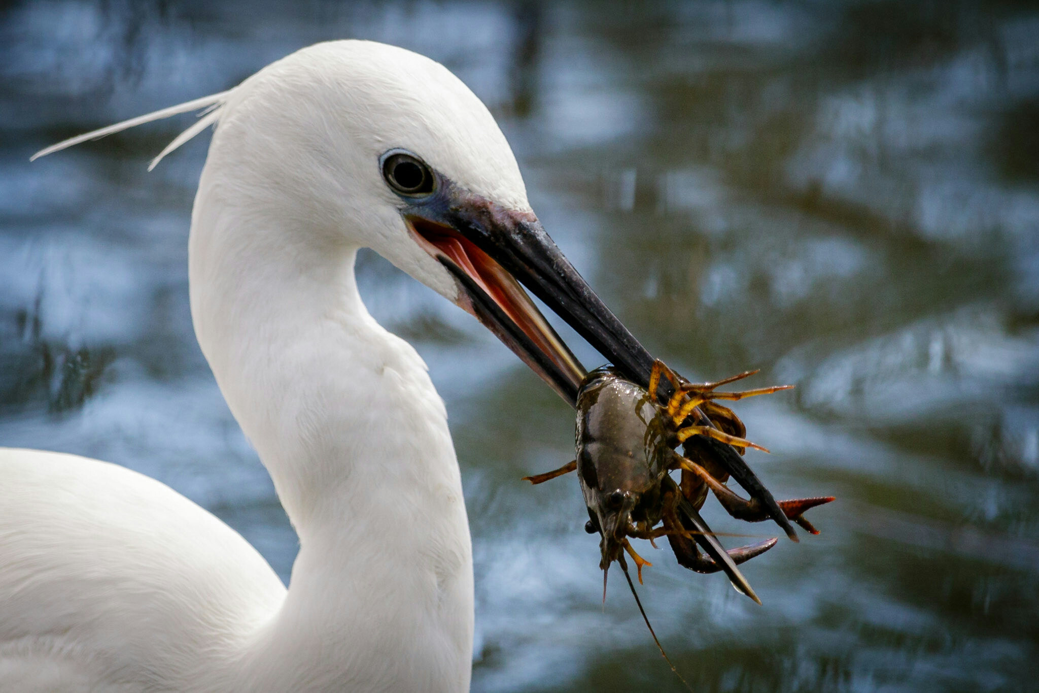 Canon EF-S 55-250mm F4-5.6 IS STM sample photo. Little egret  photography