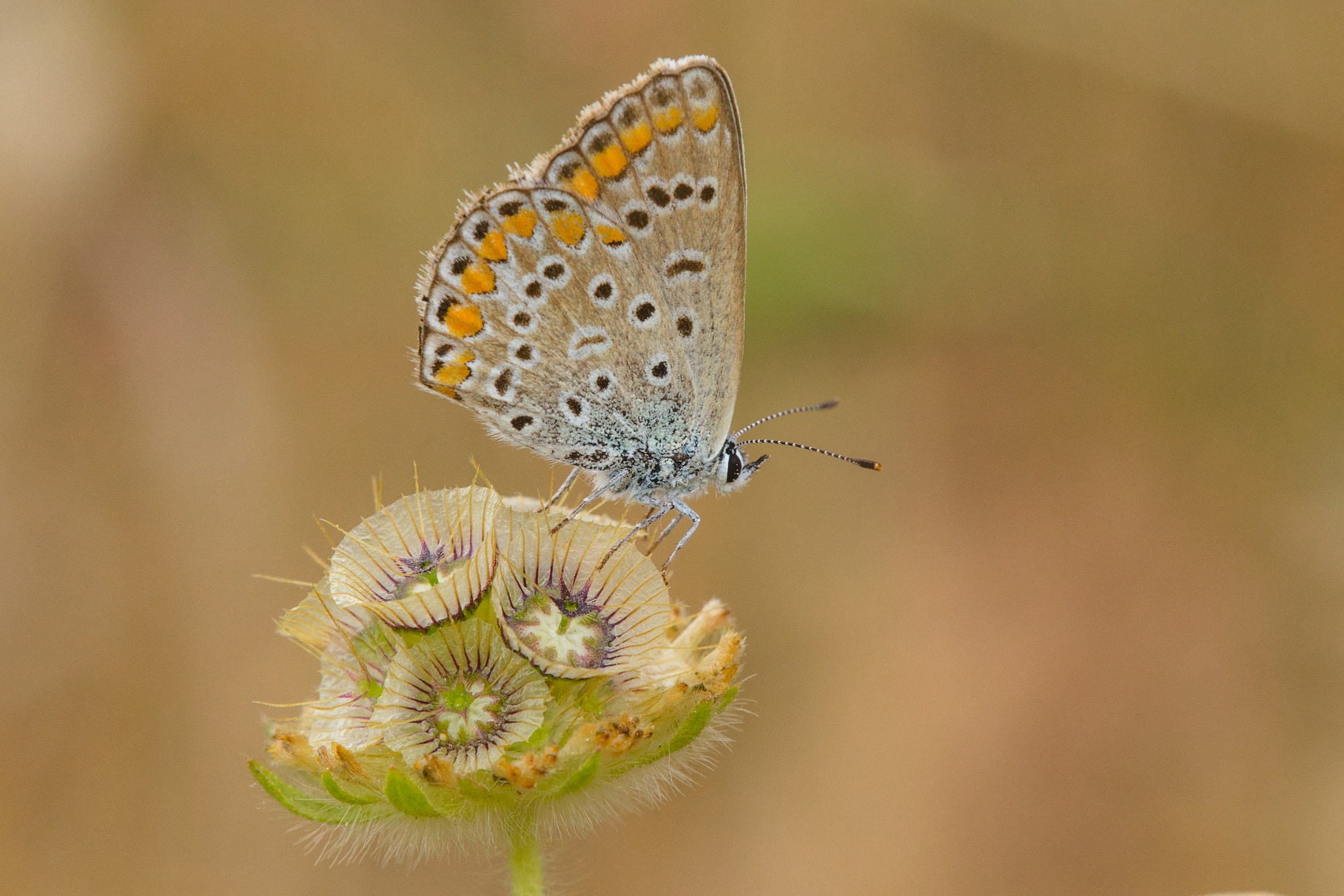 Tamron SP AF 180mm F3.5 Di LD (IF) Macro sample photo. Common blue photography
