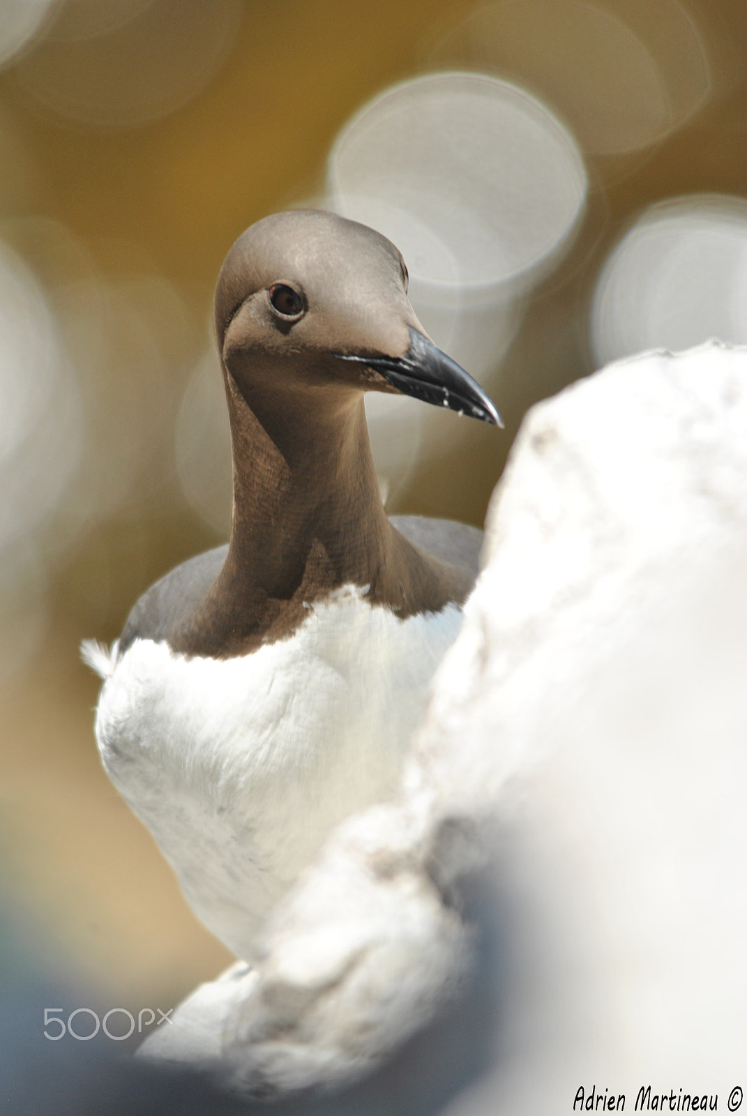 Sigma 150-500mm F5-6.3 DG OS HSM sample photo. Guillemot de troïl (uria aalge) photography