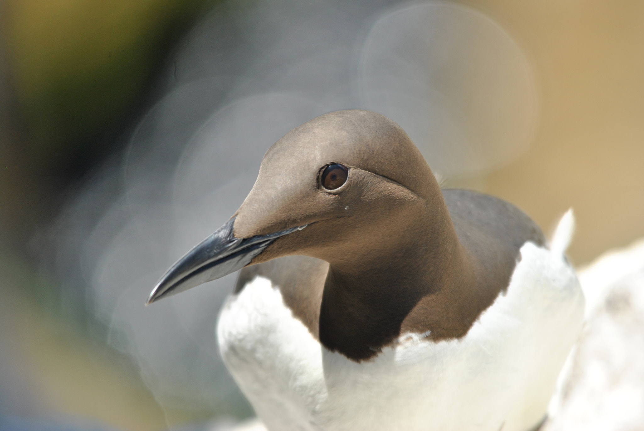 Sigma 150-500mm F5-6.3 DG OS HSM sample photo. Guillemot de troïl (uria aalge) photography