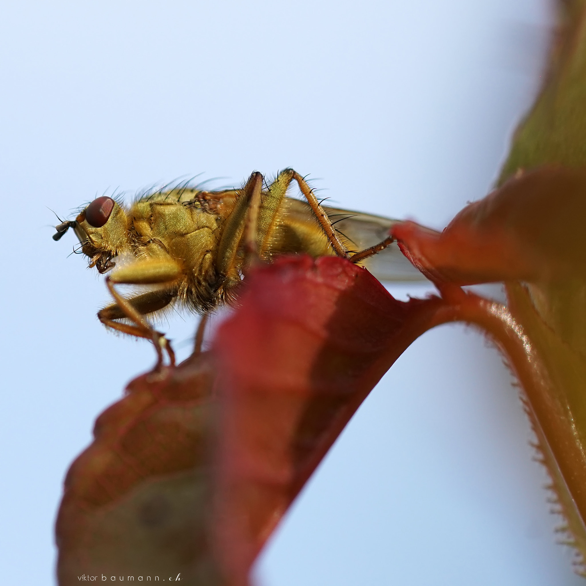 Sony a6300 + Sony FE 90mm F2.8 Macro G OSS sample photo. Aliens photography