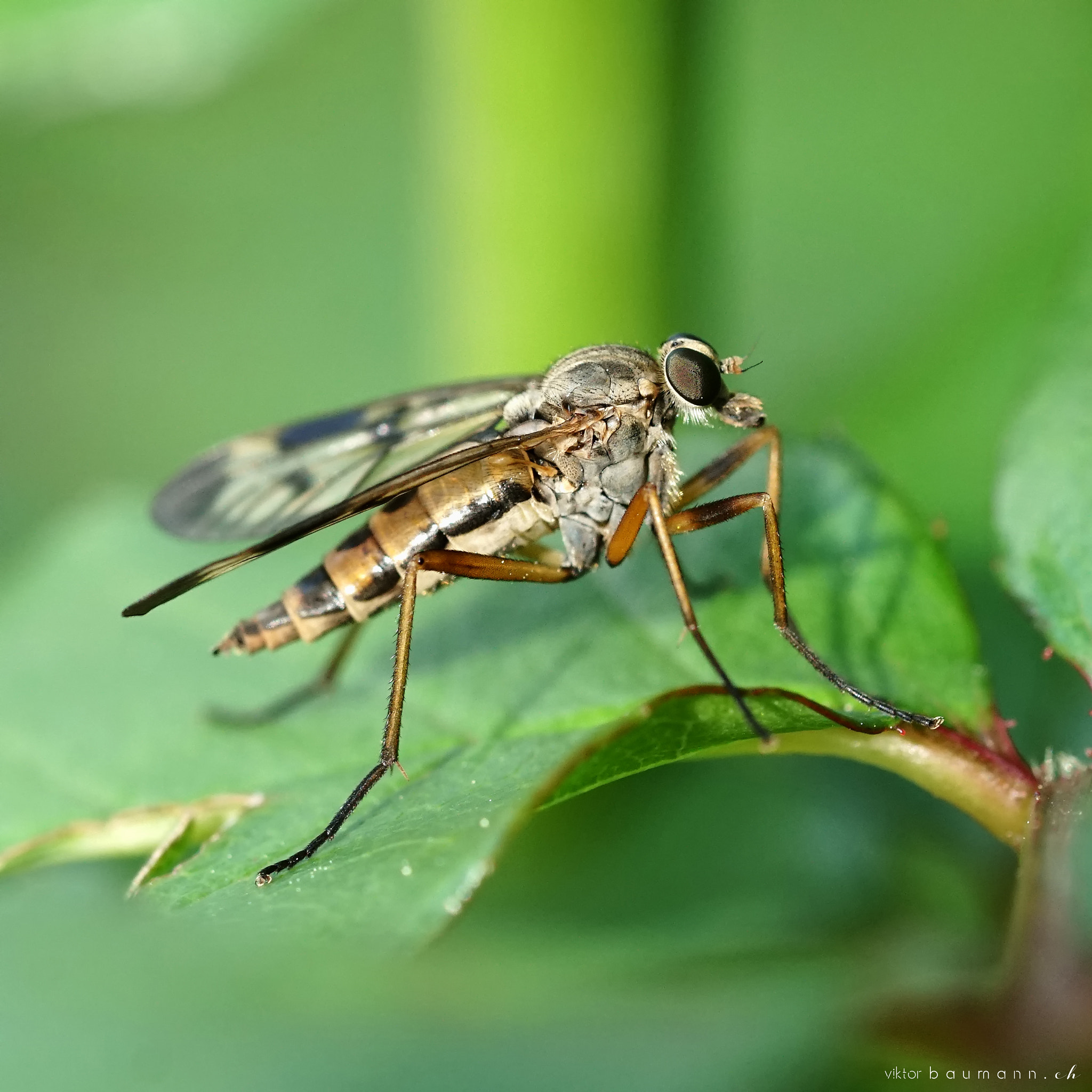 Sony FE 90mm F2.8 Macro G OSS sample photo. Pilot photography