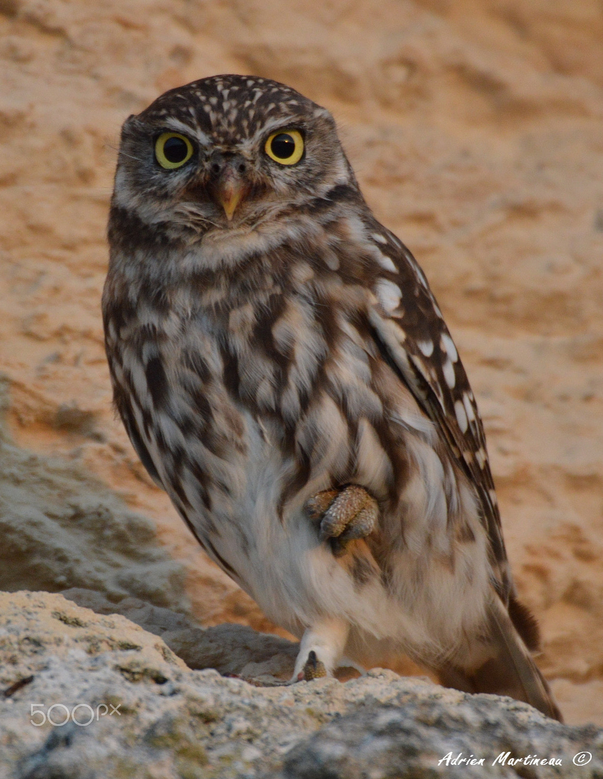Sigma 50-500mm F4.5-6.3 DG OS HSM sample photo. Chevêche d'athena (athene noctua) photography