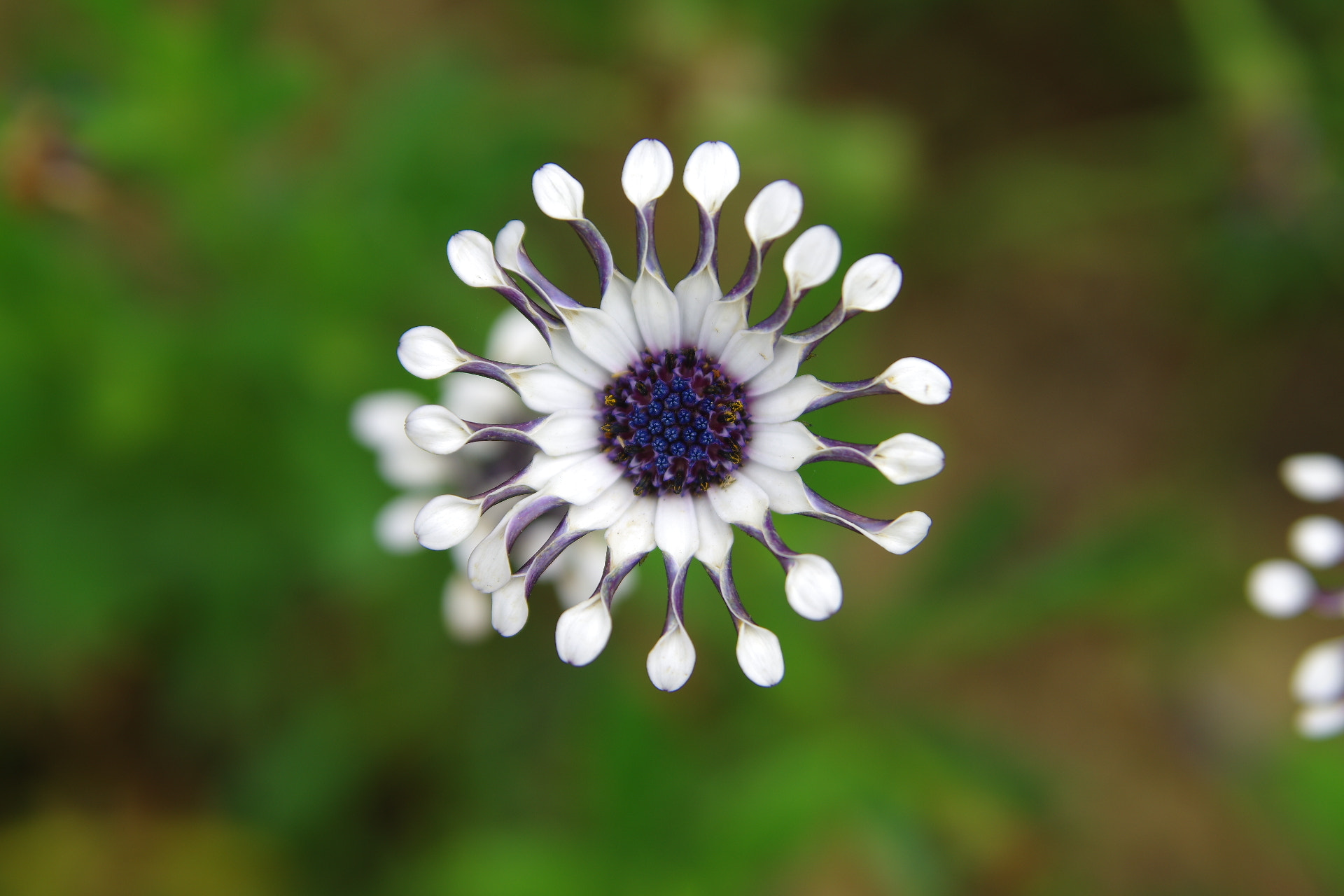 Tamron AF 28-75mm F2.8 XR Di LD Aspherical (IF) sample photo. Look at me photography