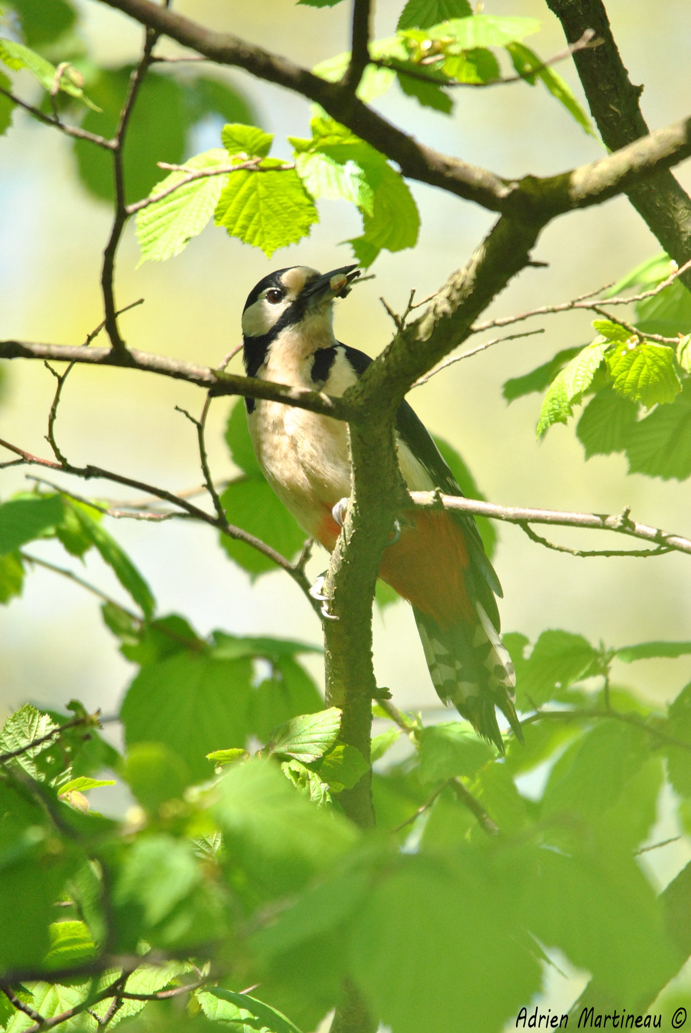 Sigma 150-500mm F5-6.3 DG OS HSM sample photo. Pic épeiche (dendrocopos major) photography