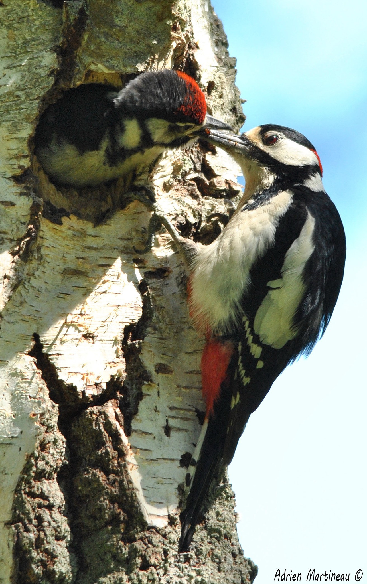 Sigma 150-500mm F5-6.3 DG OS HSM sample photo. Pic épeiche (dendrocopos major) photography