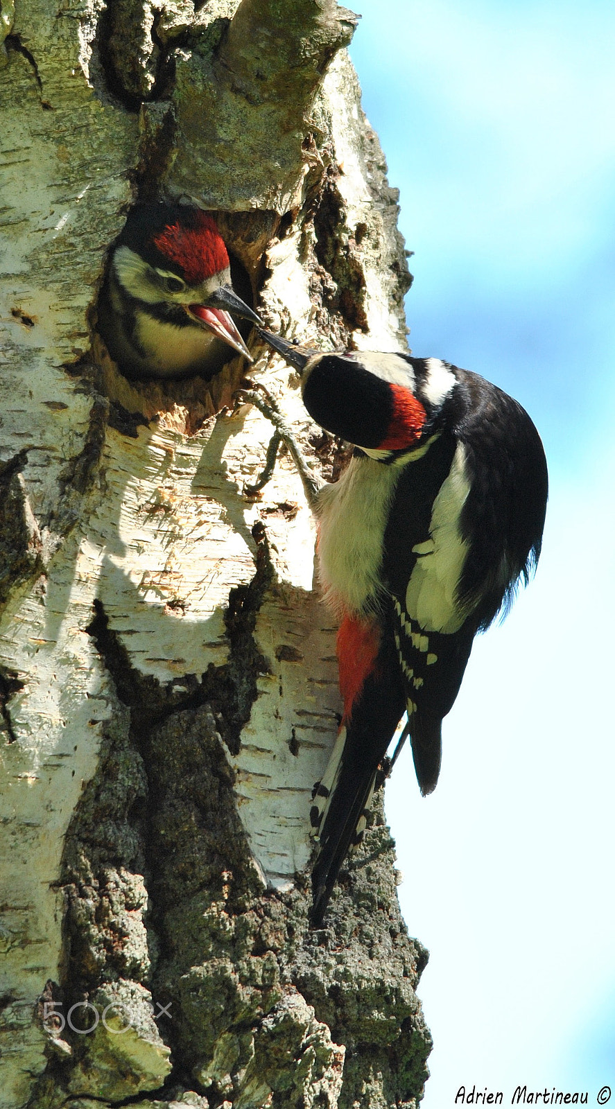 Sigma 150-500mm F5-6.3 DG OS HSM sample photo. Pic épeiche (dendrocopos major) photography
