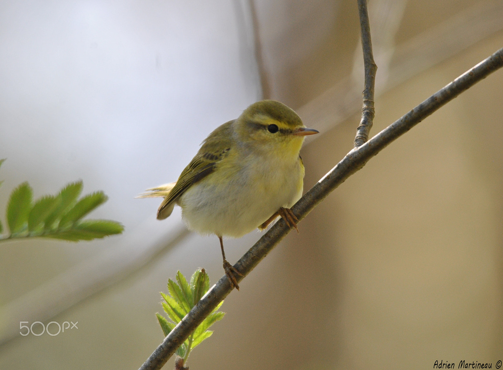 Sigma 150-500mm F5-6.3 DG OS HSM sample photo. Pouillot siffleur (phylloscopus sibilatrix) photography