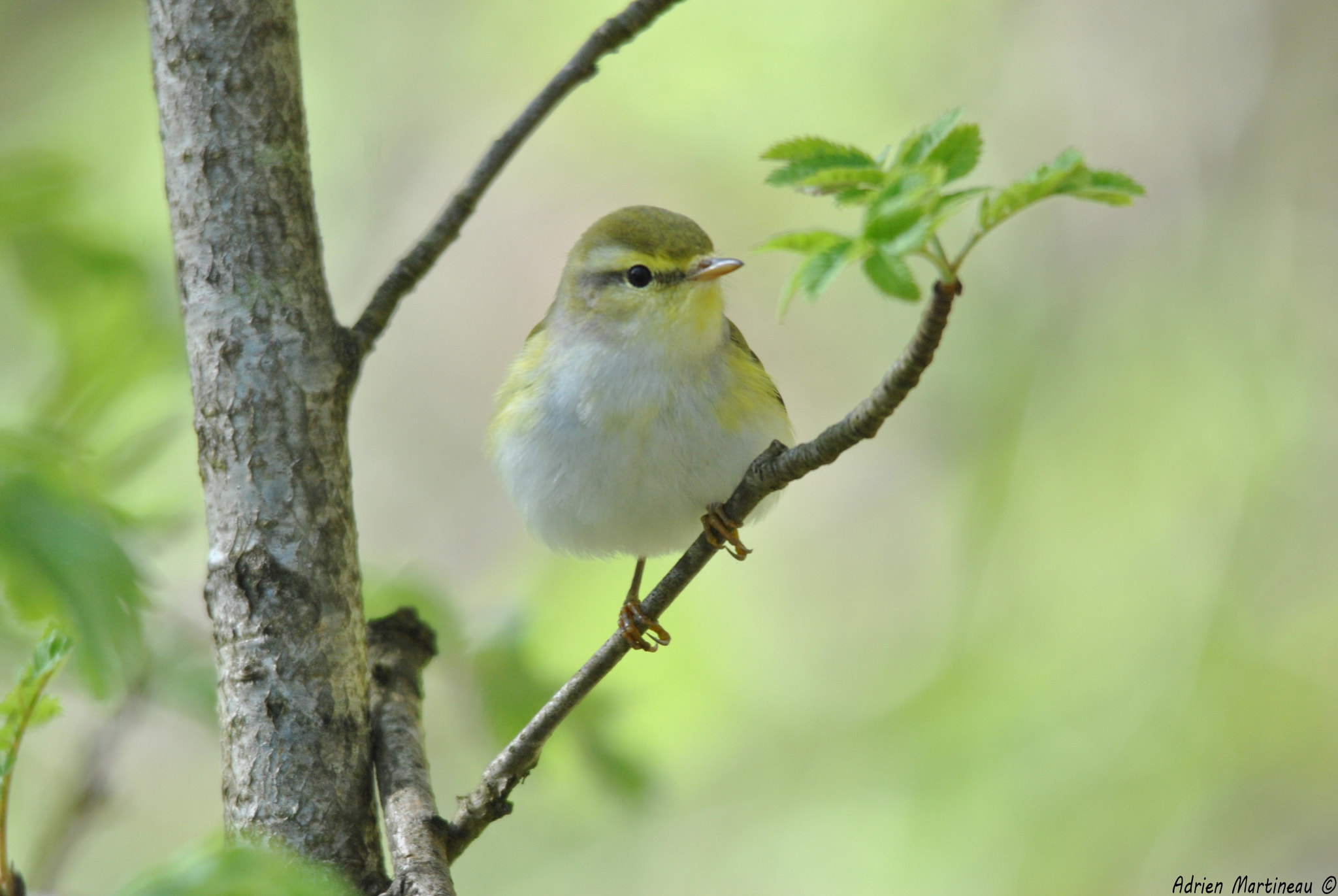 Sigma 150-500mm F5-6.3 DG OS HSM sample photo. Pouillot siffleur (phylloscopus sibilatrix) photography