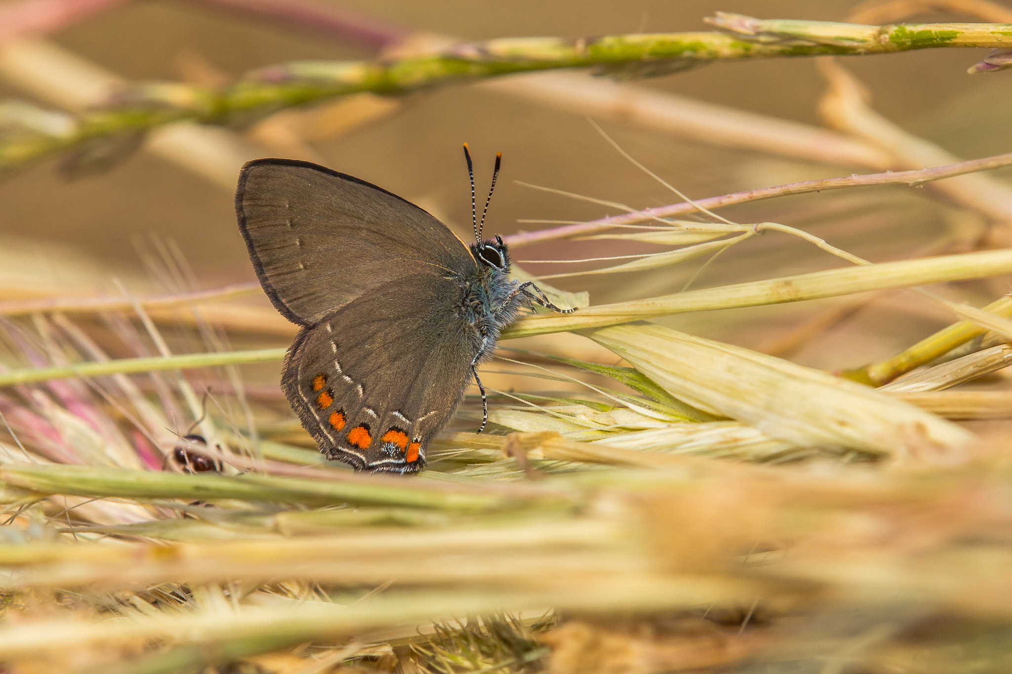 Tamron SP AF 180mm F3.5 Di LD (IF) Macro sample photo. The ilex hairstreak photography