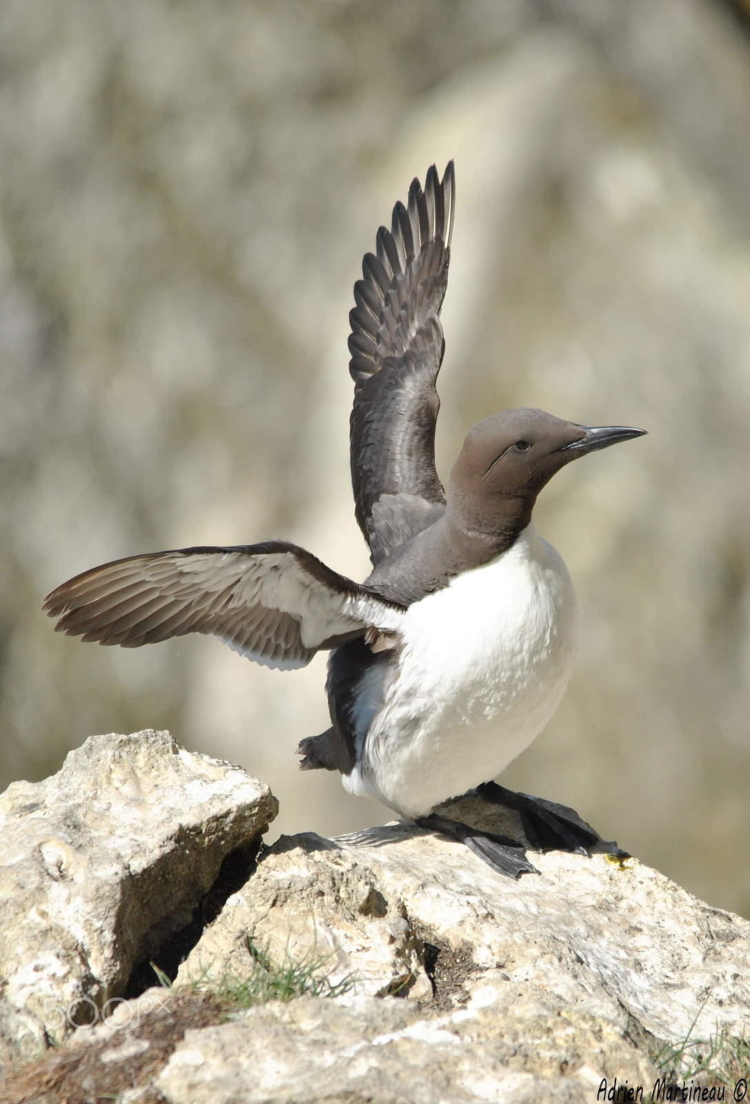 Sigma 150-500mm F5-6.3 DG OS HSM sample photo. Guillemot de troïl (uria aalge) photography