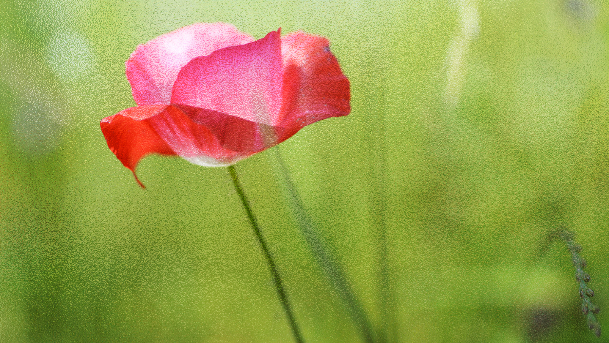Nikon D600 sample photo. Poppy photography