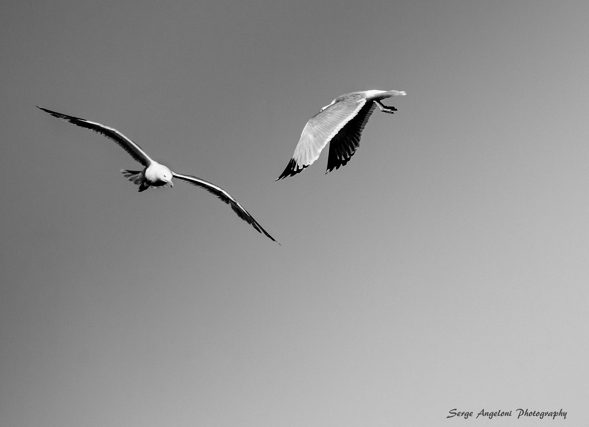 Canon EOS-1Ds Mark III sample photo. Seagull photography