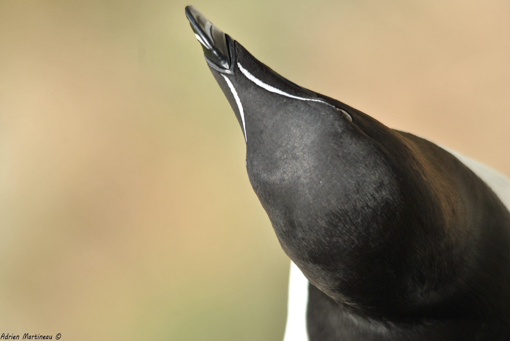 Sigma 150-500mm F5-6.3 DG OS HSM sample photo. Pingouin torda (alca torda) photography