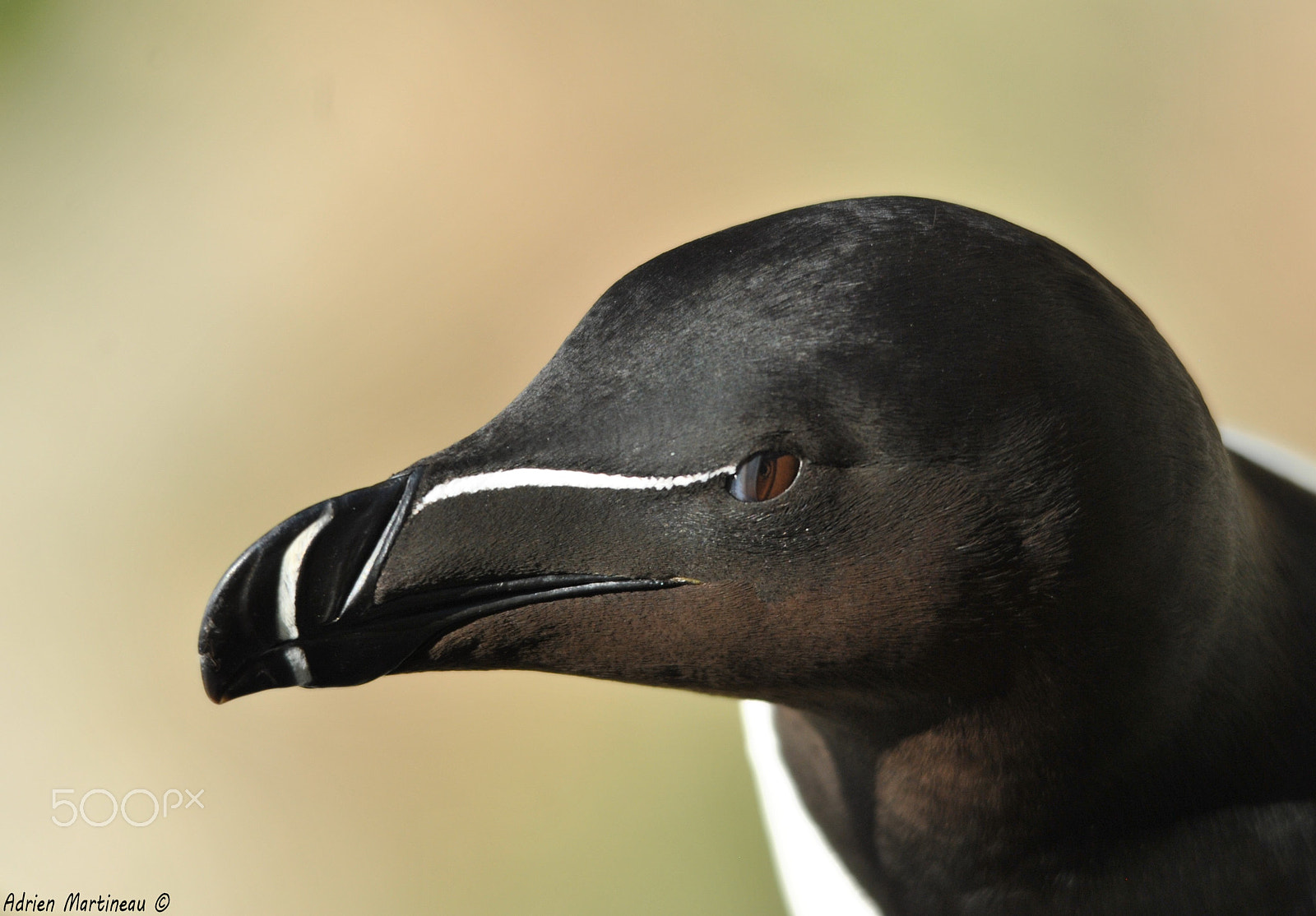 Sigma 150-500mm F5-6.3 DG OS HSM sample photo. Pingouin torda (alca torda) photography
