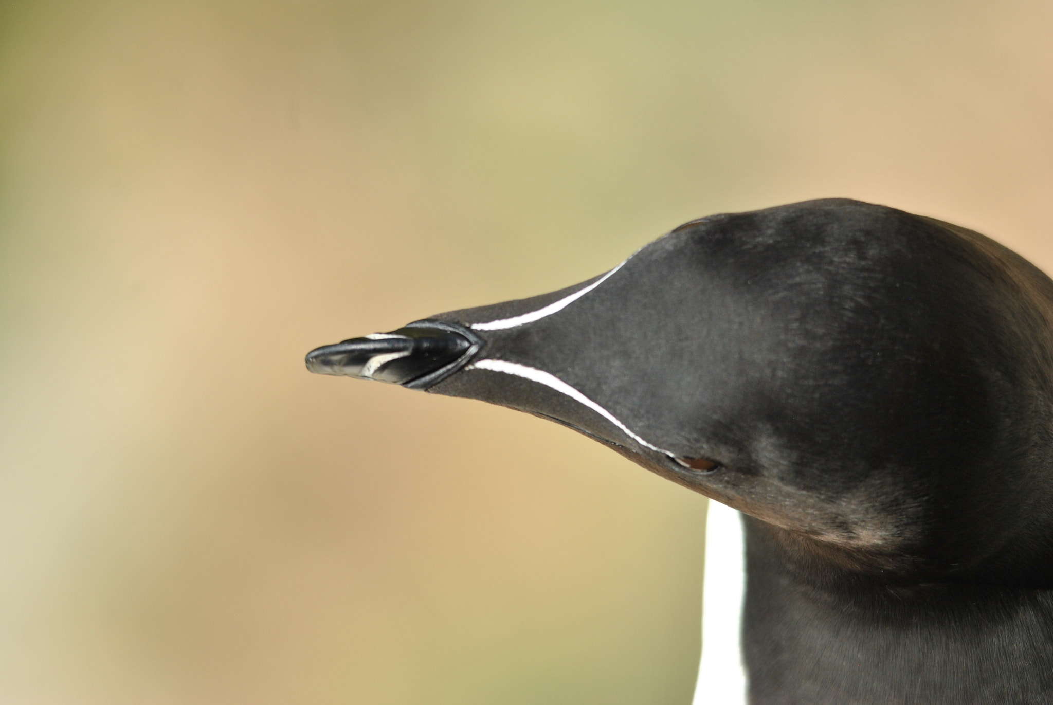 Sigma 150-500mm F5-6.3 DG OS HSM sample photo. Pingouin torda (alca torda) photography