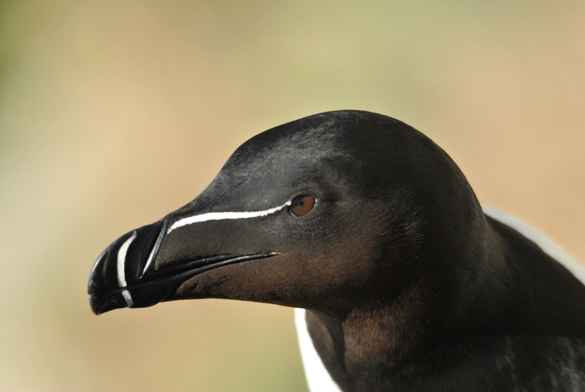 Sigma 150-500mm F5-6.3 DG OS HSM sample photo. Pingouin torda (alca torda) photography