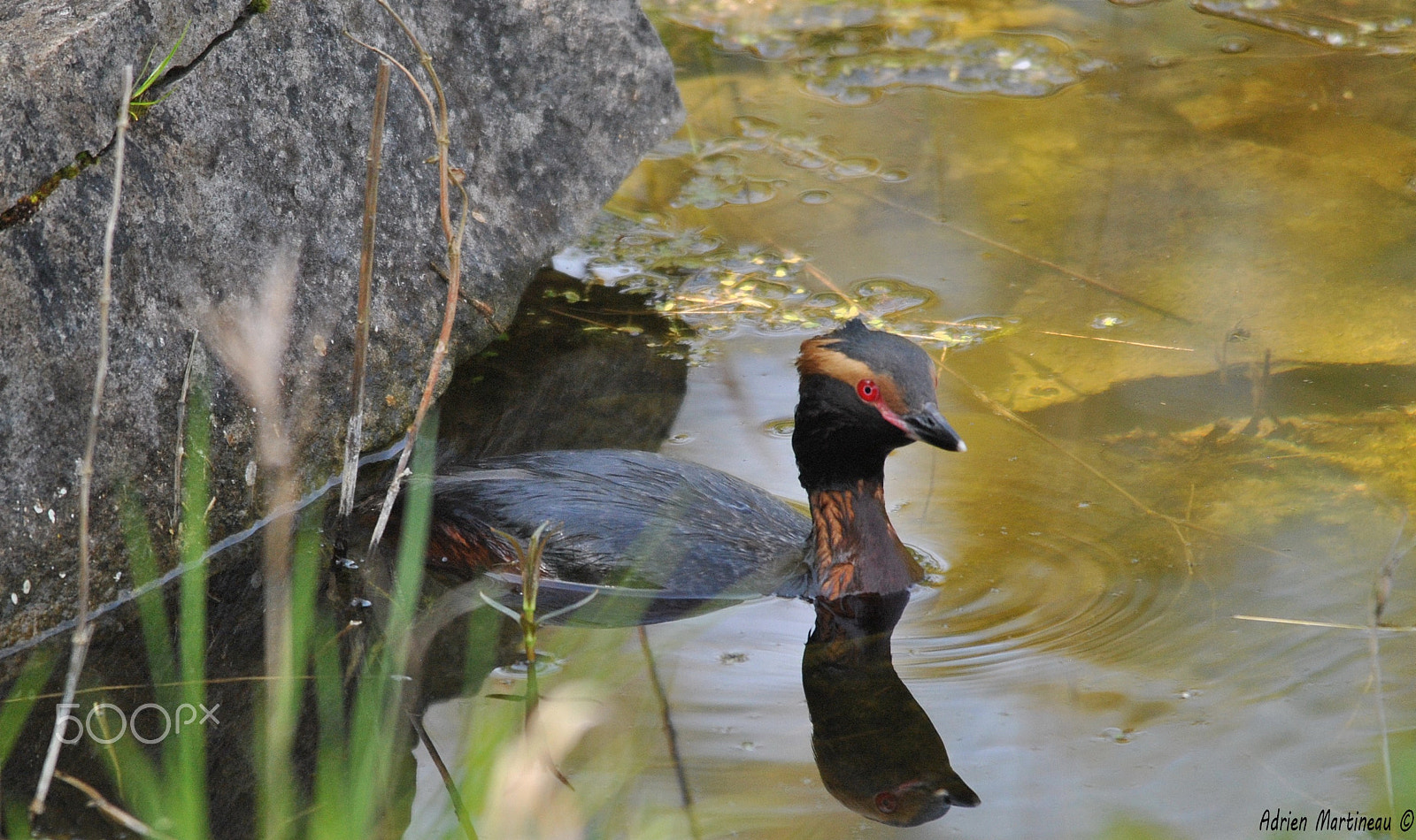 Sigma 150-500mm F5-6.3 DG OS HSM sample photo. Grèbe esclavon (podiceps auritus) photography