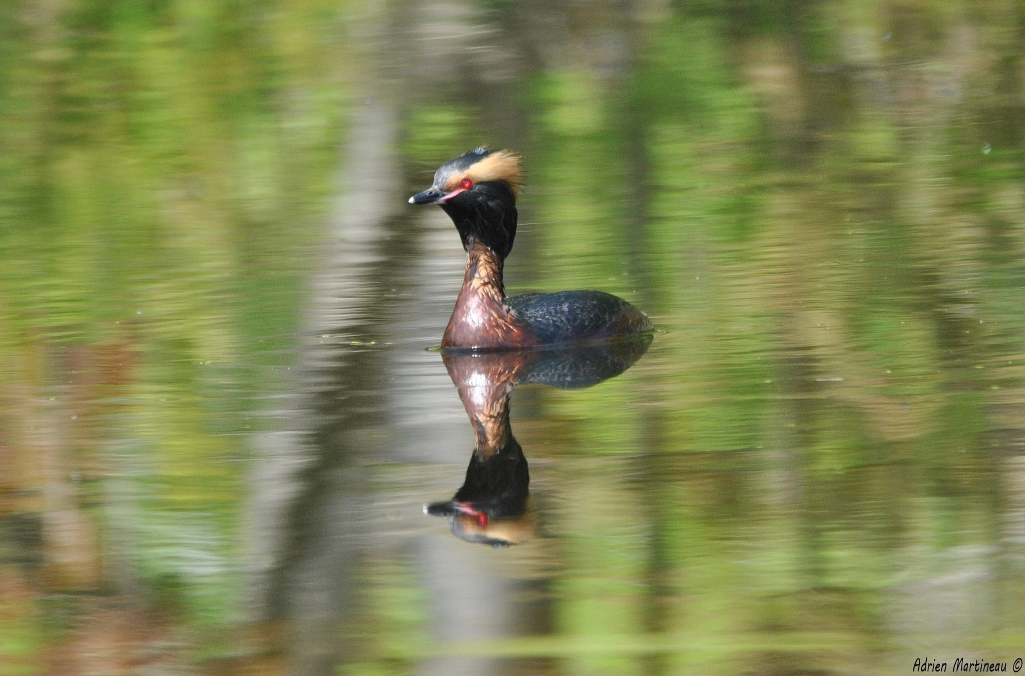 Sigma 150-500mm F5-6.3 DG OS HSM sample photo. Grèbe esclavon (podiceps auritus) photography