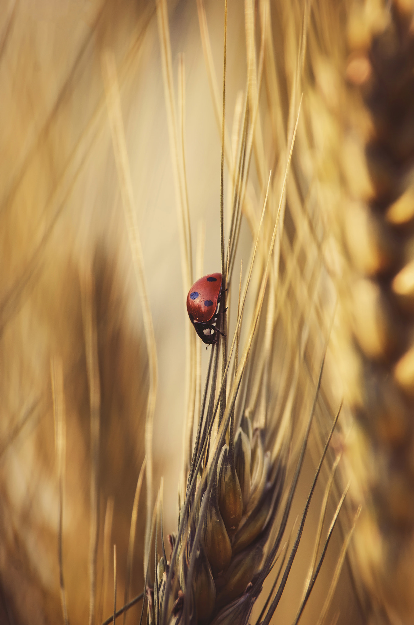 Pentax K-500 sample photo. Ladybird adventures photography