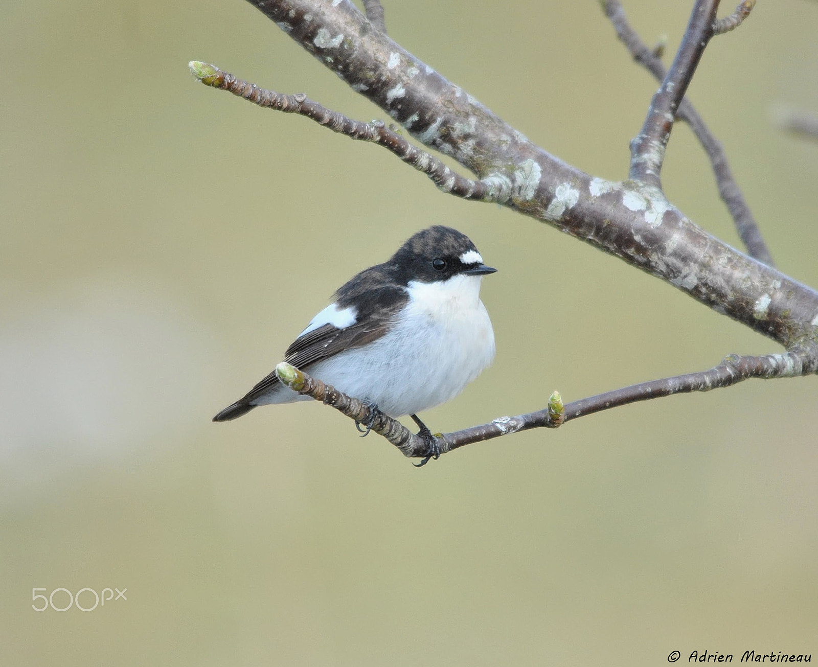 Sigma 150-500mm F5-6.3 DG OS HSM sample photo. Gobe mouche noire (ficedula hypoleuca) photography