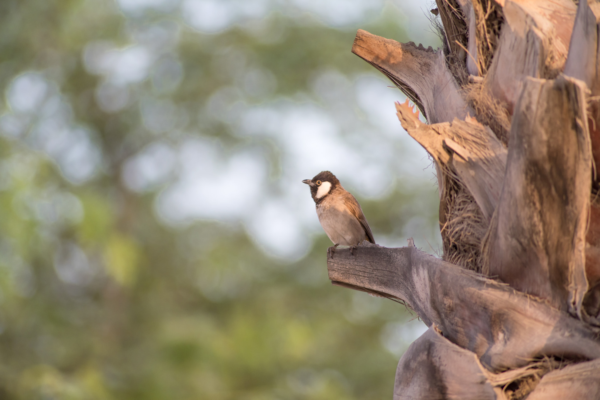 Nikon D750 + AF Nikkor 300mm f/4 IF-ED sample photo. Bulbul  photography