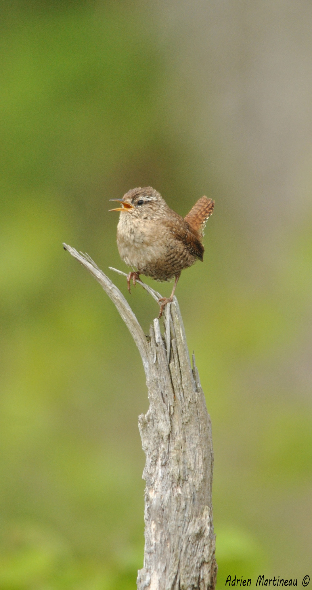 Sigma 150-500mm F5-6.3 DG OS HSM sample photo. Troglodyte mignon (troglodytes troglodytes) photography