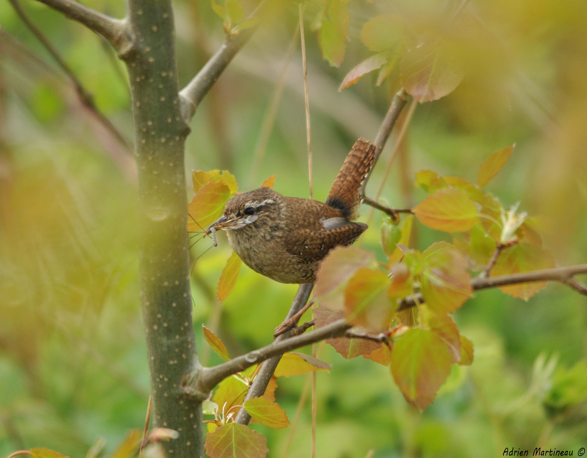 Sigma 150-500mm F5-6.3 DG OS HSM sample photo. Troglodyte mignon (troglodytes troglodytes) photography