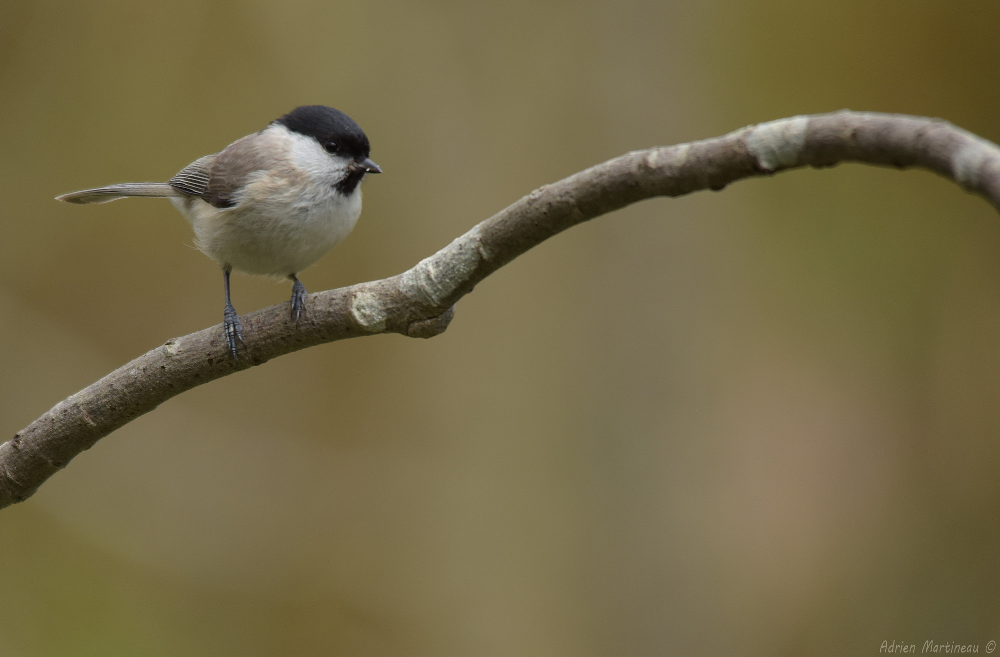 Sigma 150-500mm F5-6.3 DG OS HSM sample photo. Mésange nonnette (poecile palustris) photography