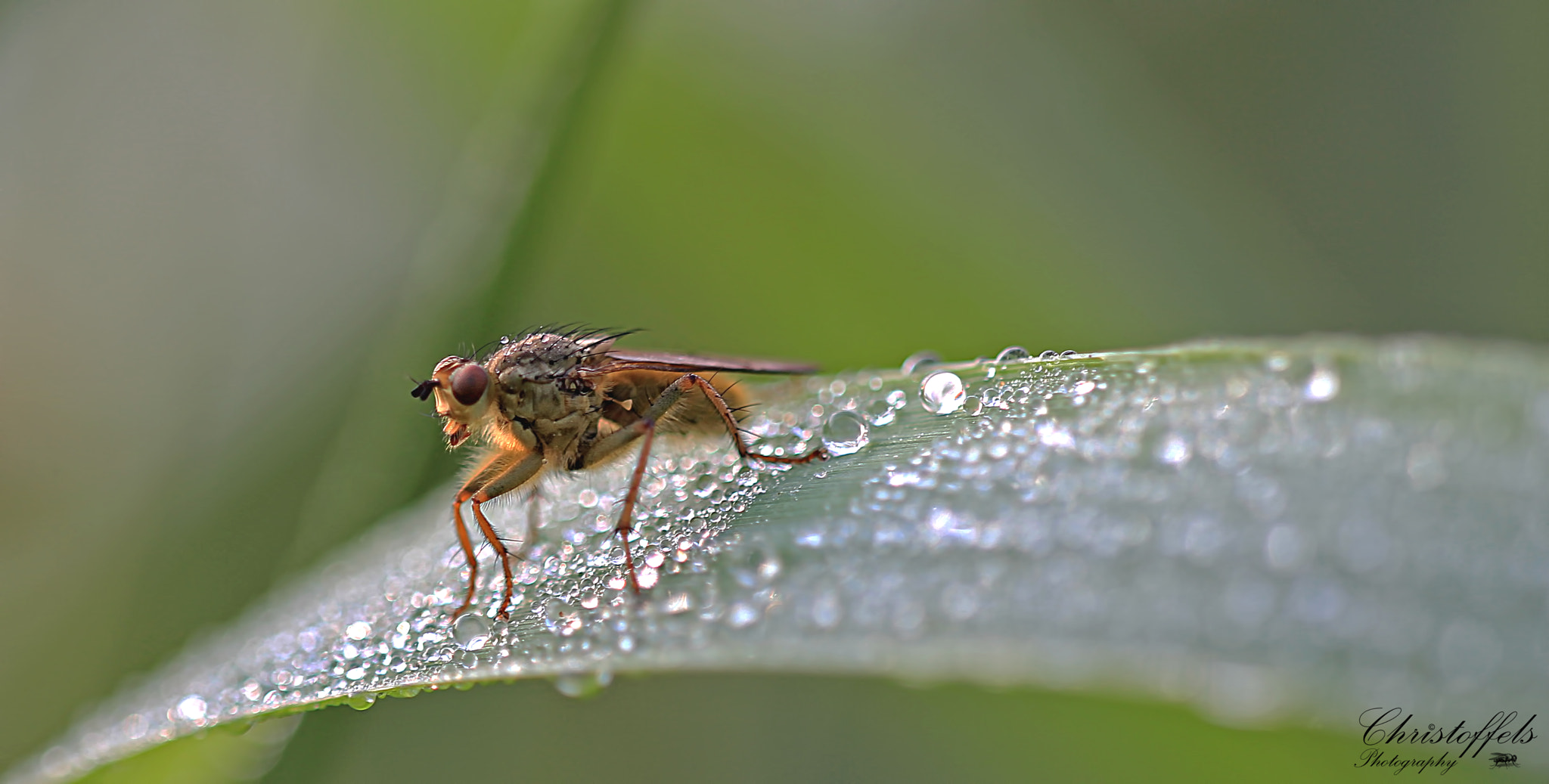 Sigma APO Macro 150mm f/2.8 EX DG HSM sample photo. Yellow dung fly (scathophaga stercoraria) photography