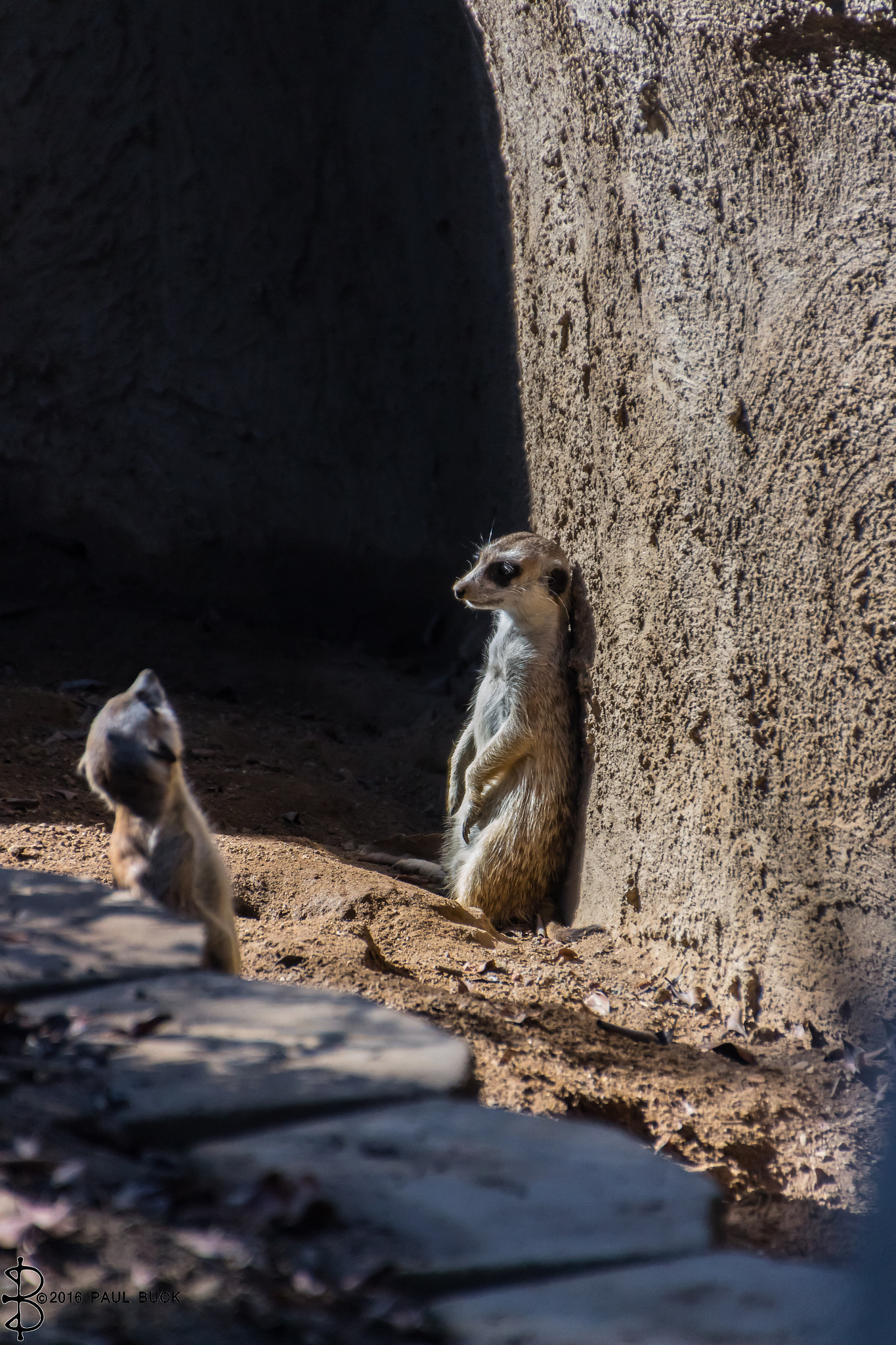 Canon EOS 650D (EOS Rebel T4i / EOS Kiss X6i) sample photo. Meerkat "the wall" photography