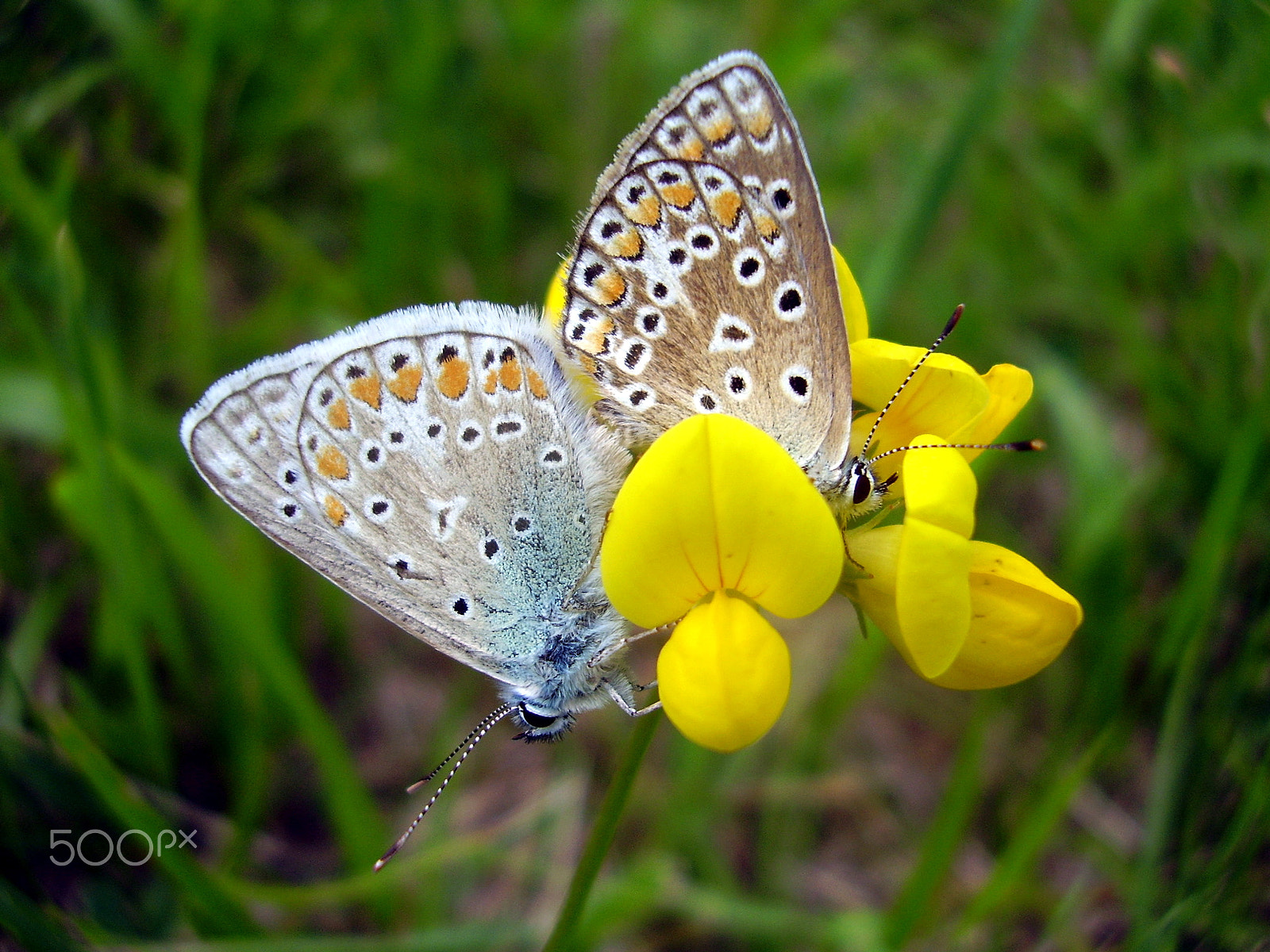 Olympus FE115,X715 sample photo. Common blue butterflies mating photography