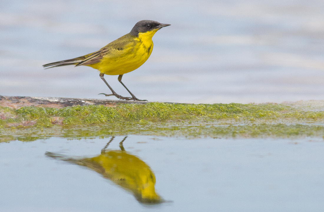 Canon EF 400mm F5.6L USM sample photo. Western yellow wagtail photography