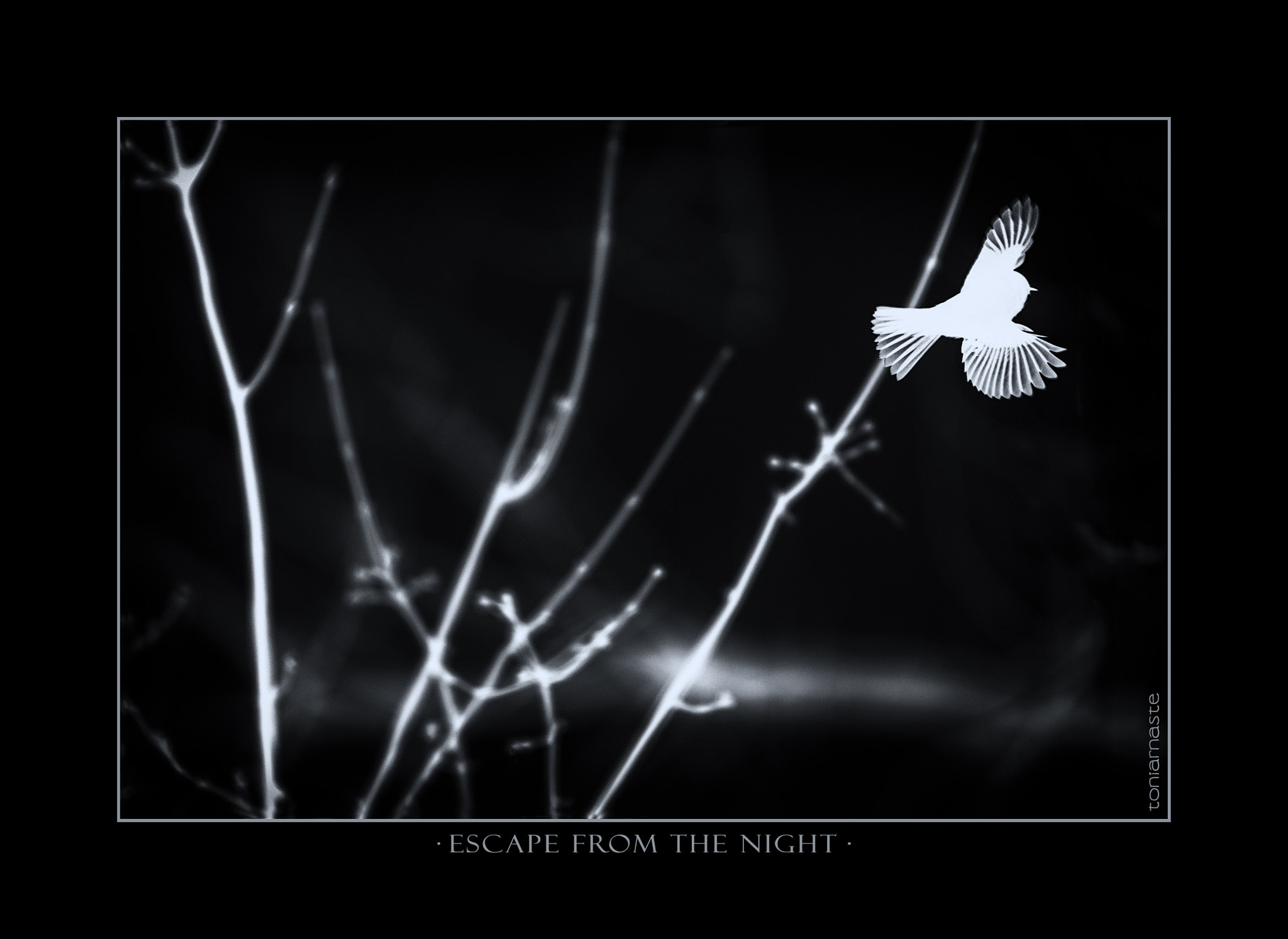 Sigma 50-500mm F4.5-6.3 DG OS HSM sample photo. Escape from the night photography
